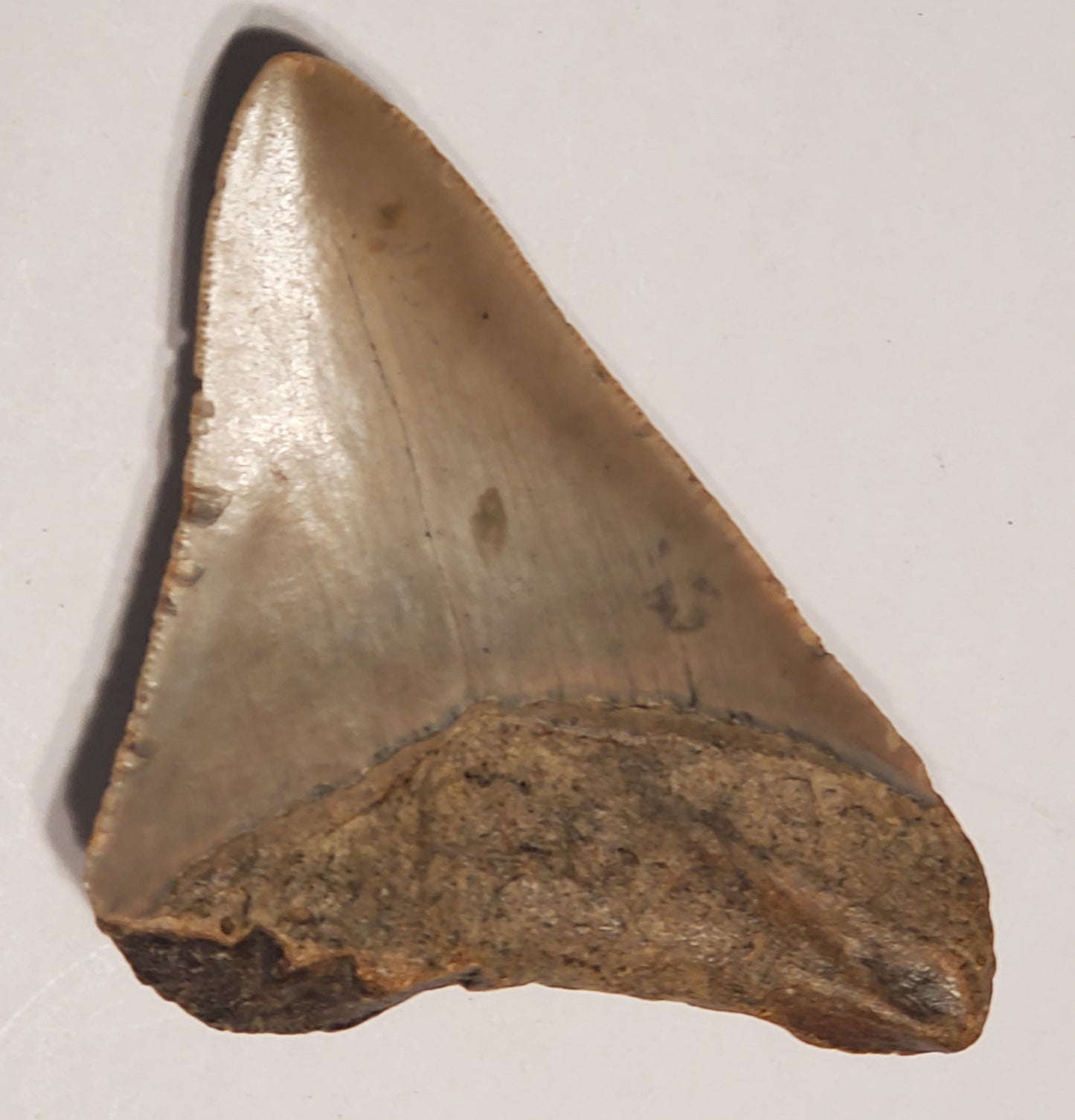 3.54” Megalodon Tooth