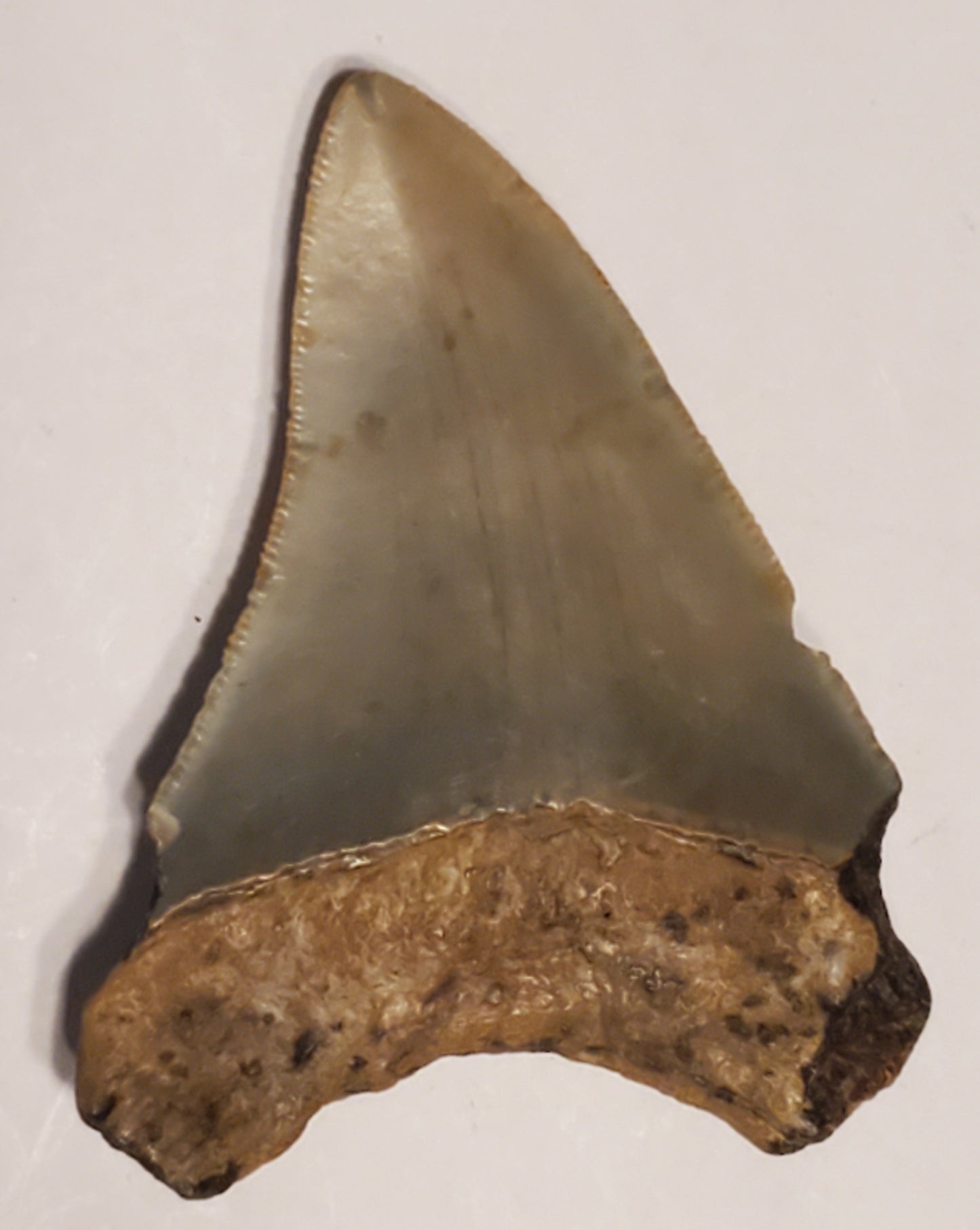 3.13” Megalodon Tooth