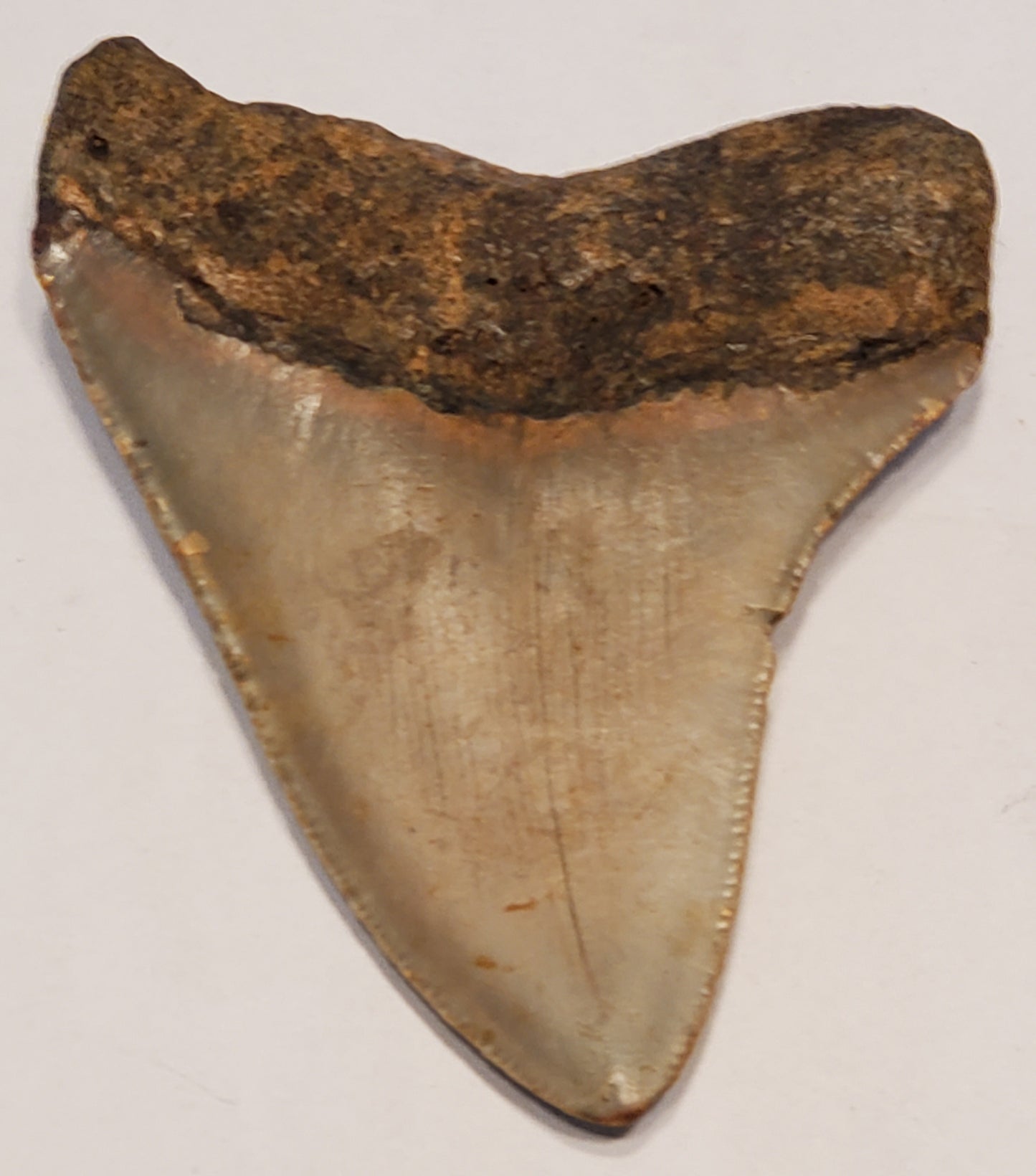 3.35” Megalodon Tooth