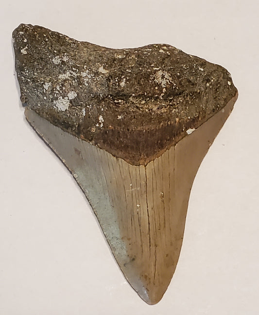 3.68” Megalodon Tooth