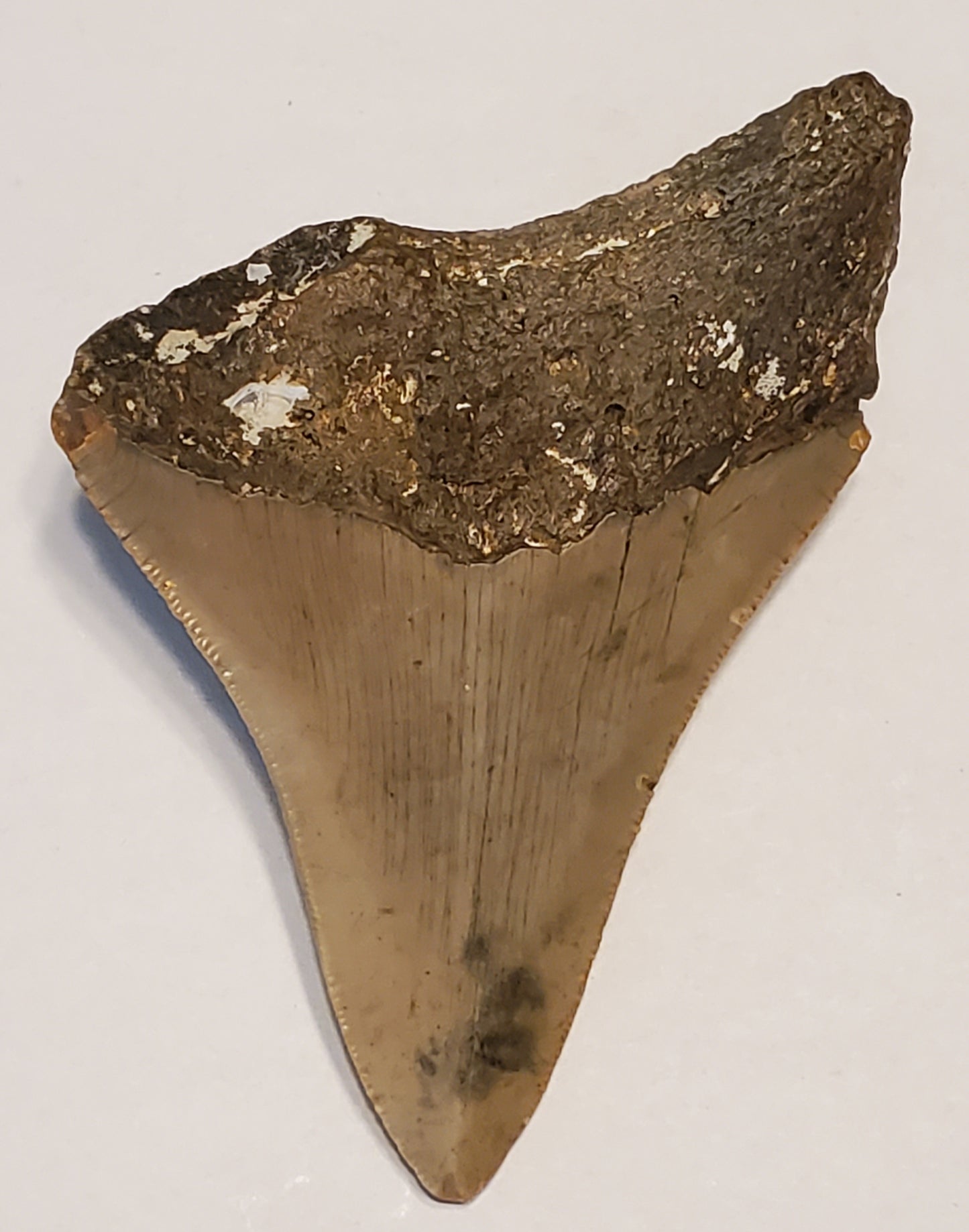 3.68” Megalodon Tooth