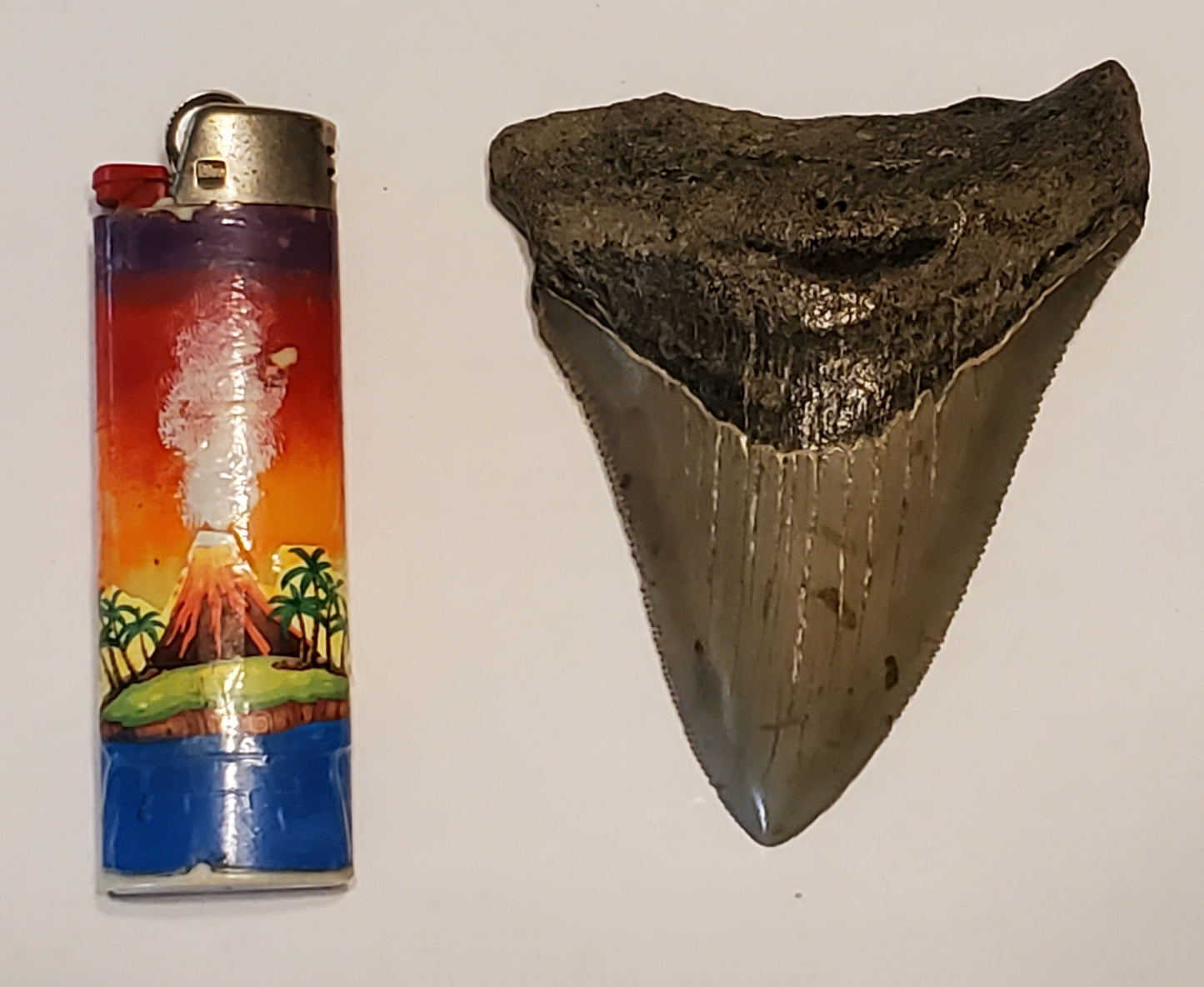 3.51" Megalodon tooth