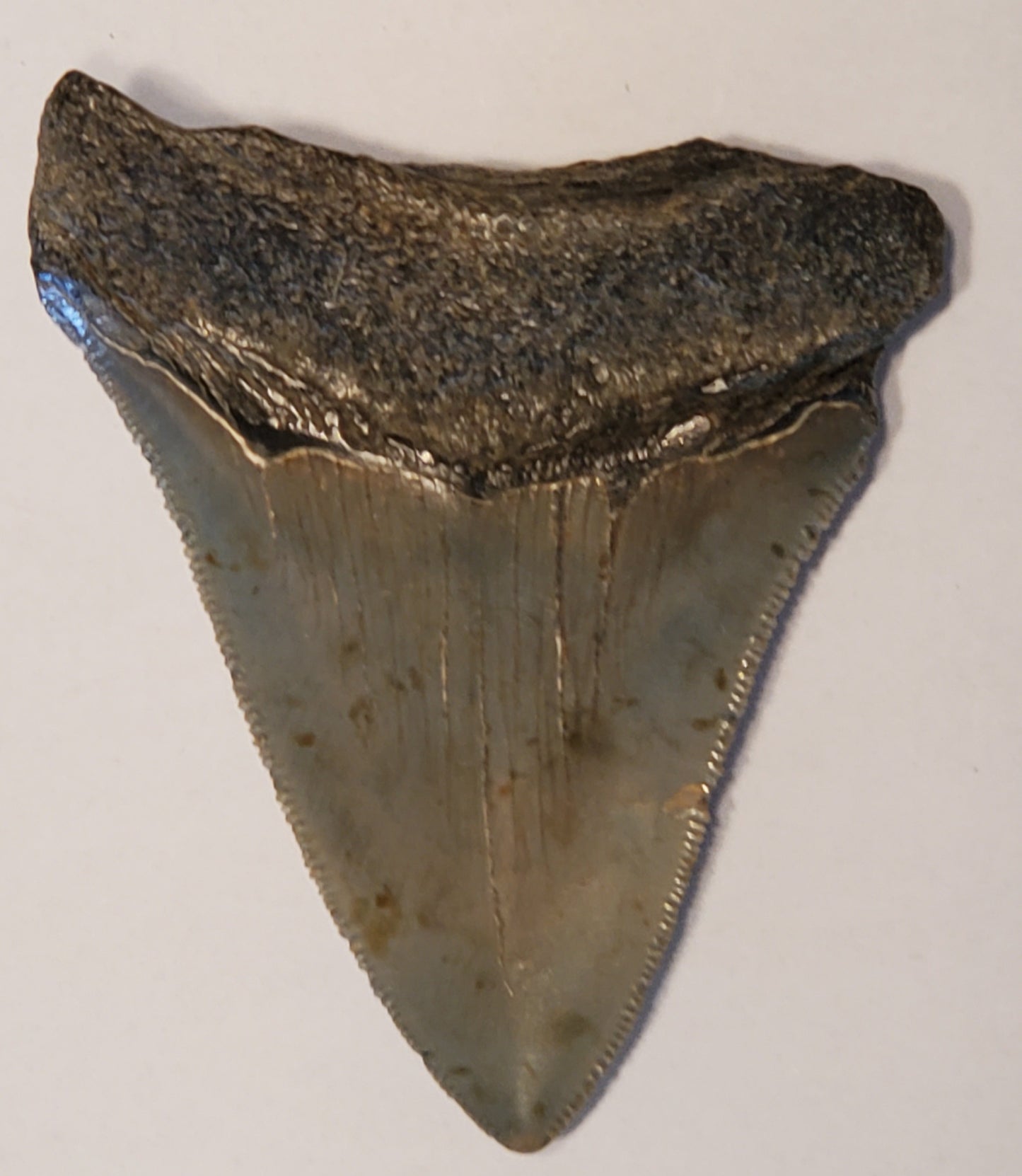 3.51" Megalodon tooth