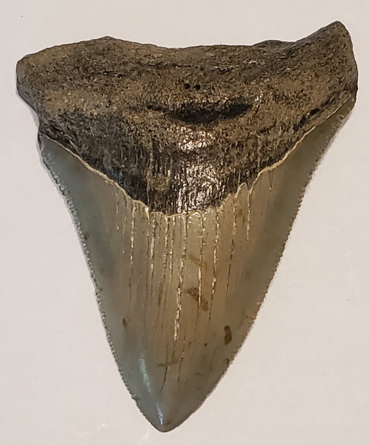 3.51" Megalodon tooth