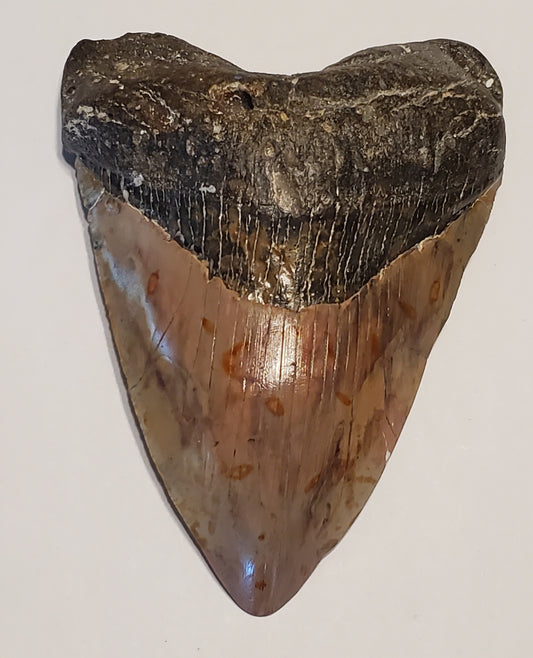 6” Megalodon Tooth