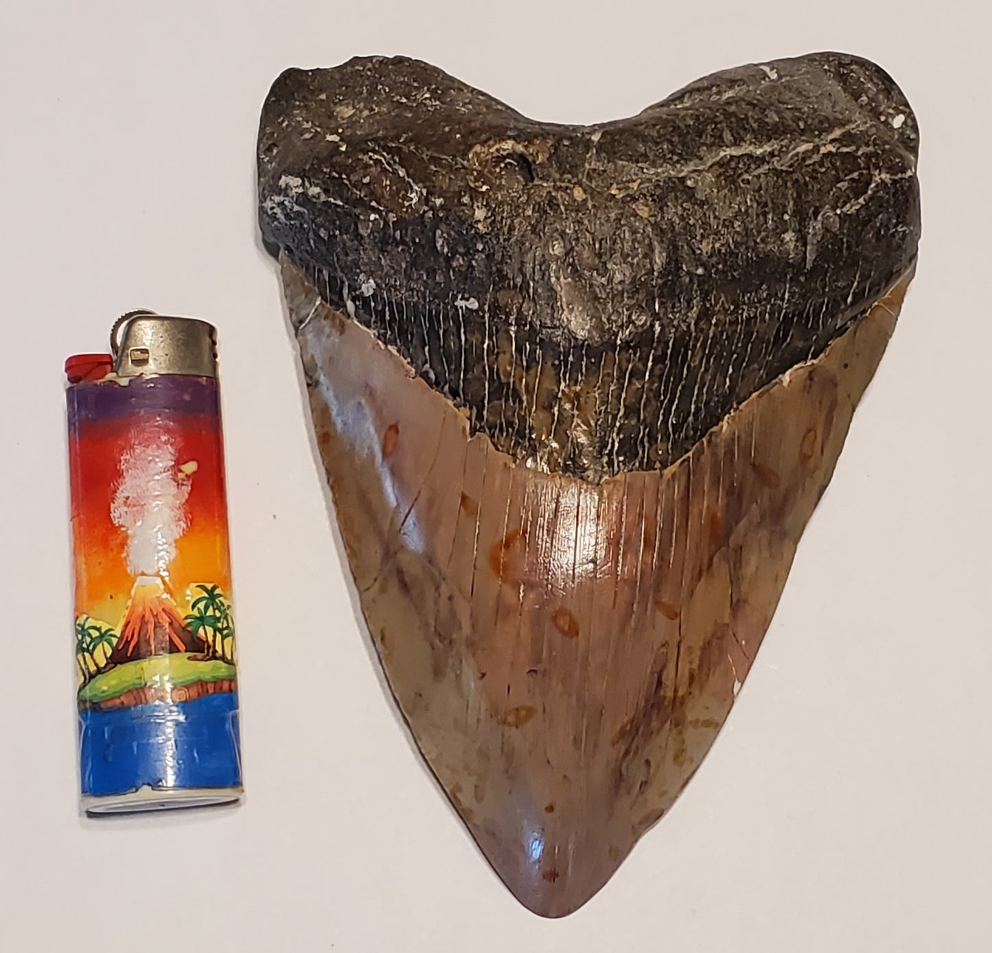 6” Megalodon Tooth