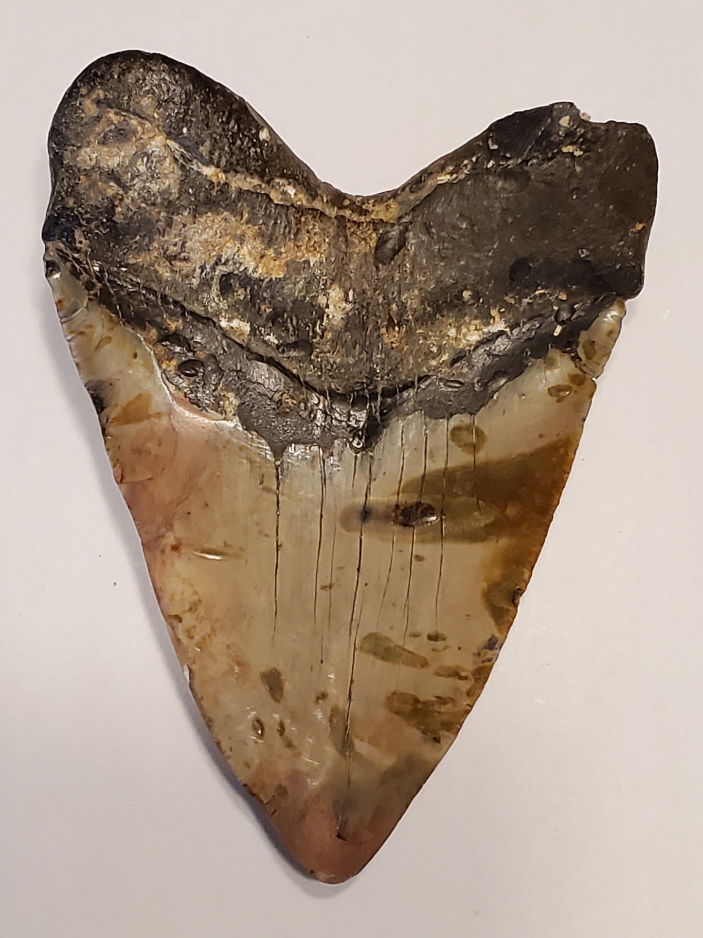 6” Megalodon Tooth