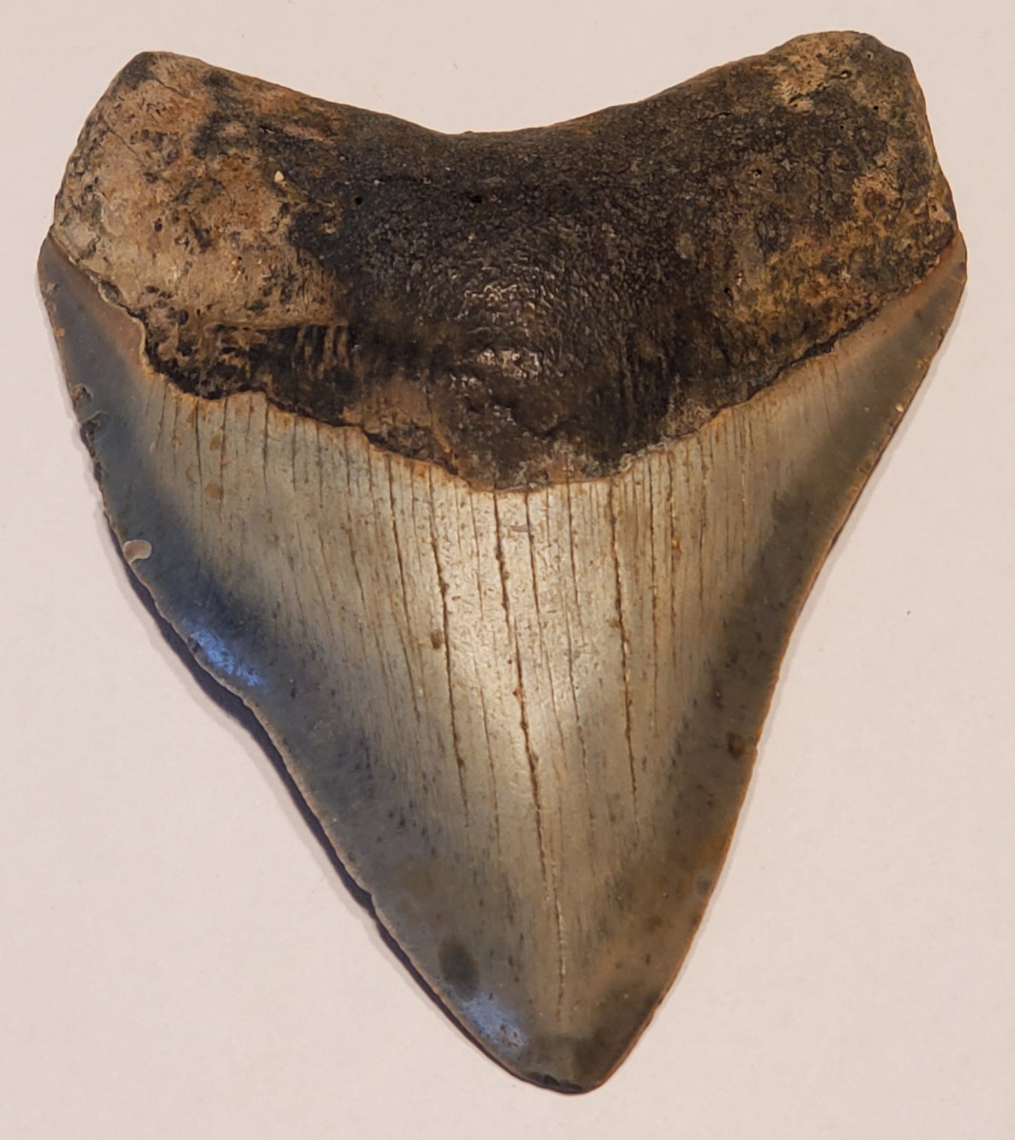 4.06” Megalodon Tooth