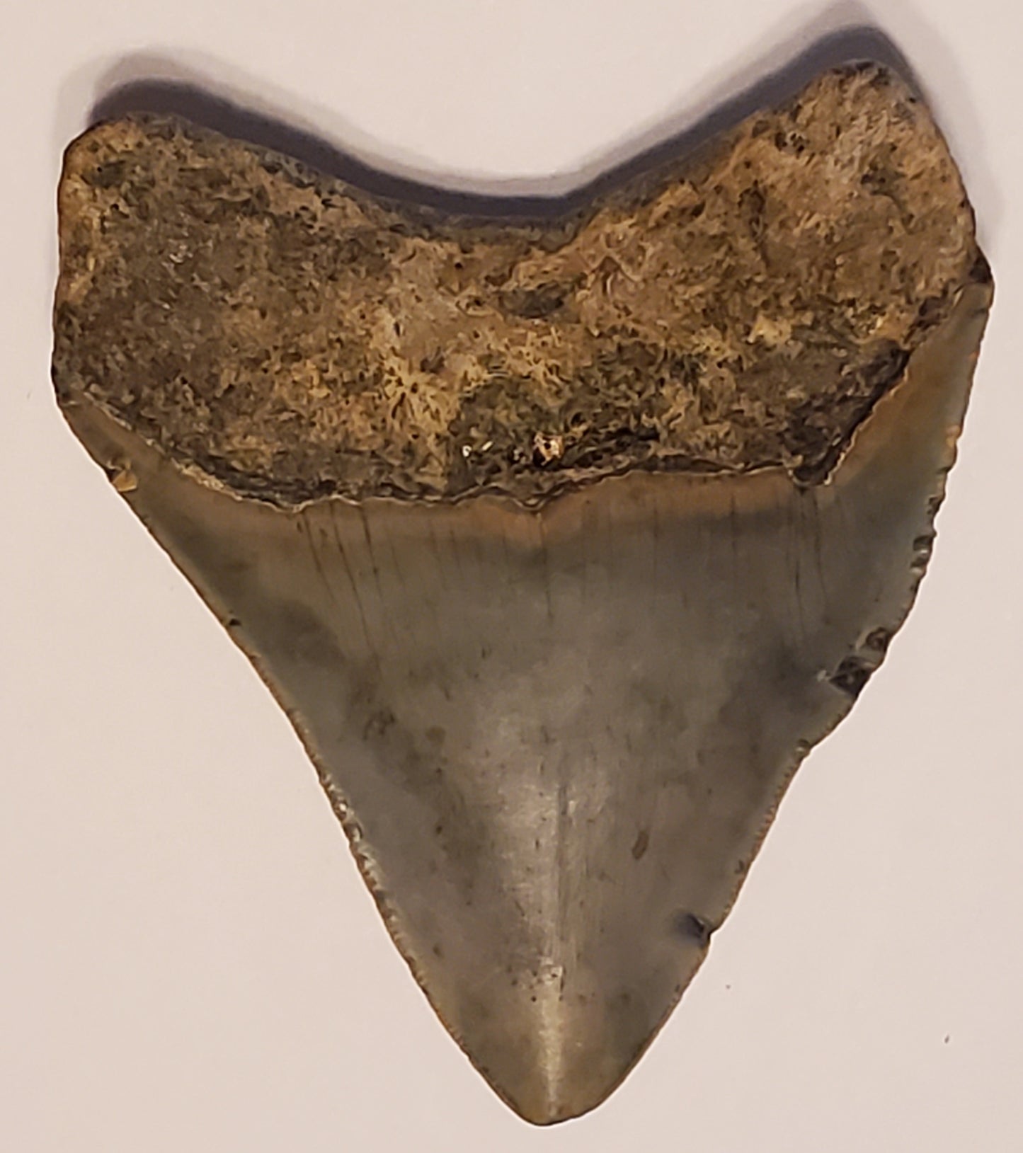 4.06” Megalodon Tooth