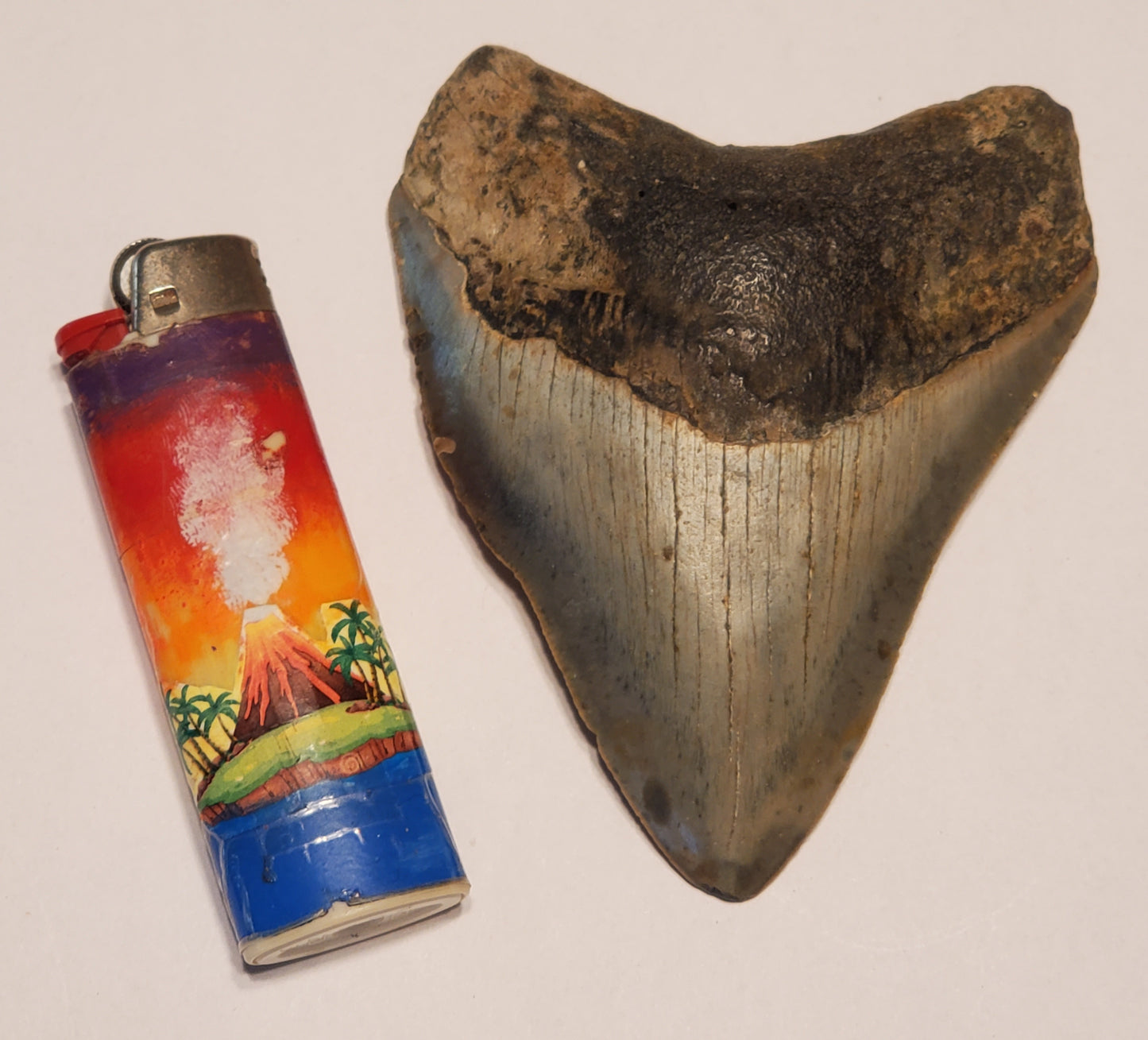 4.06” Megalodon Tooth