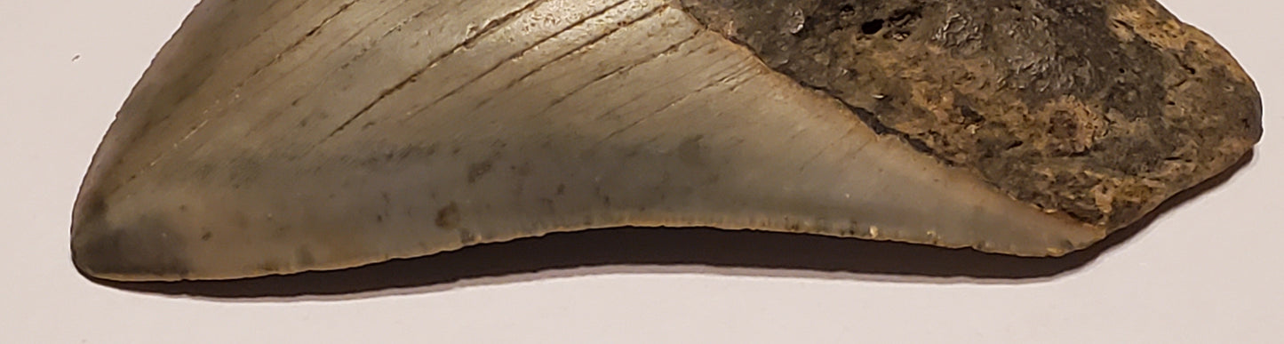 4.06” Megalodon Tooth