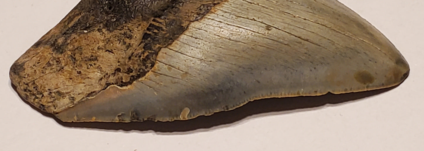 4.06” Megalodon Tooth