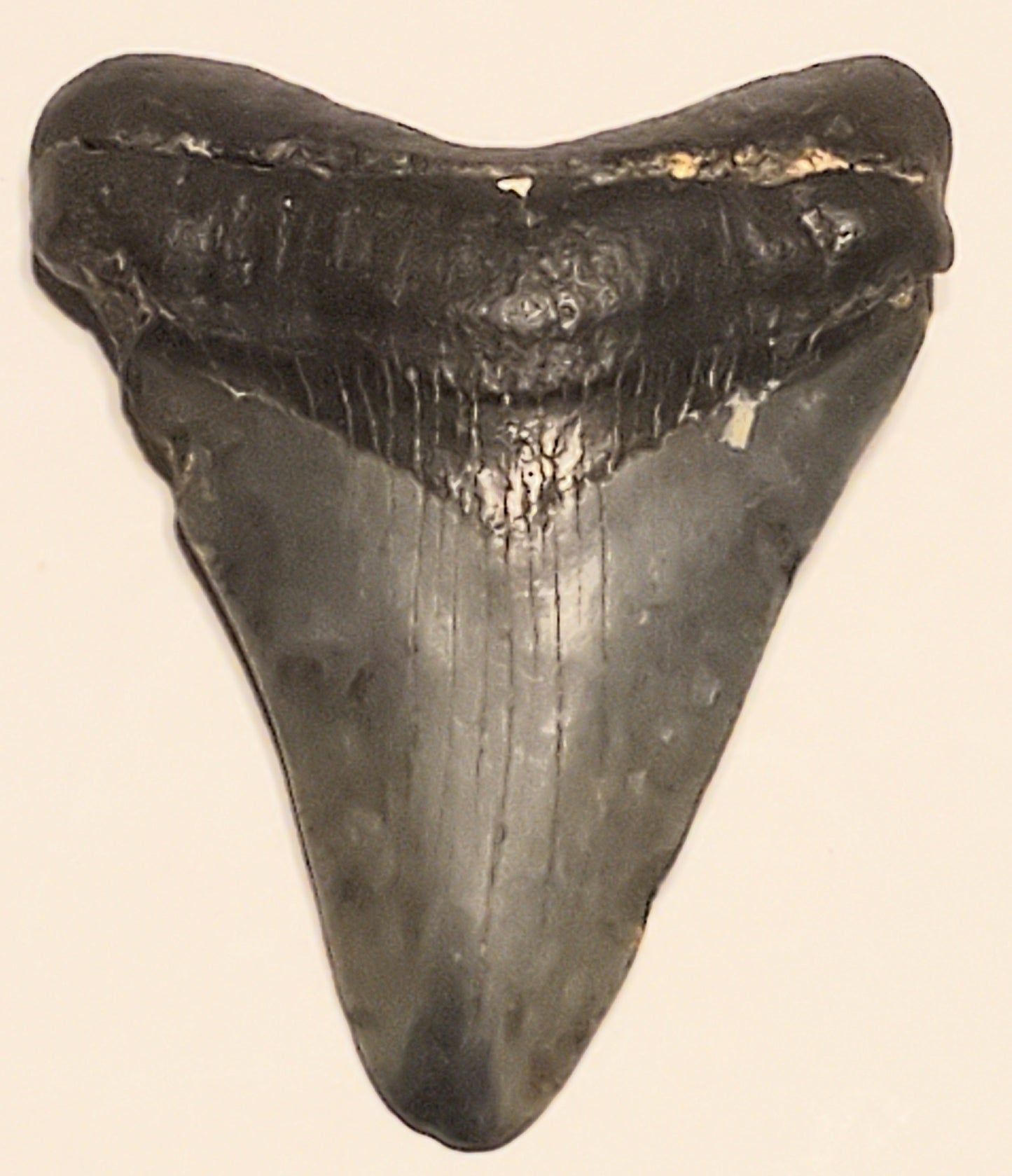 2.33" Megalodon tooth