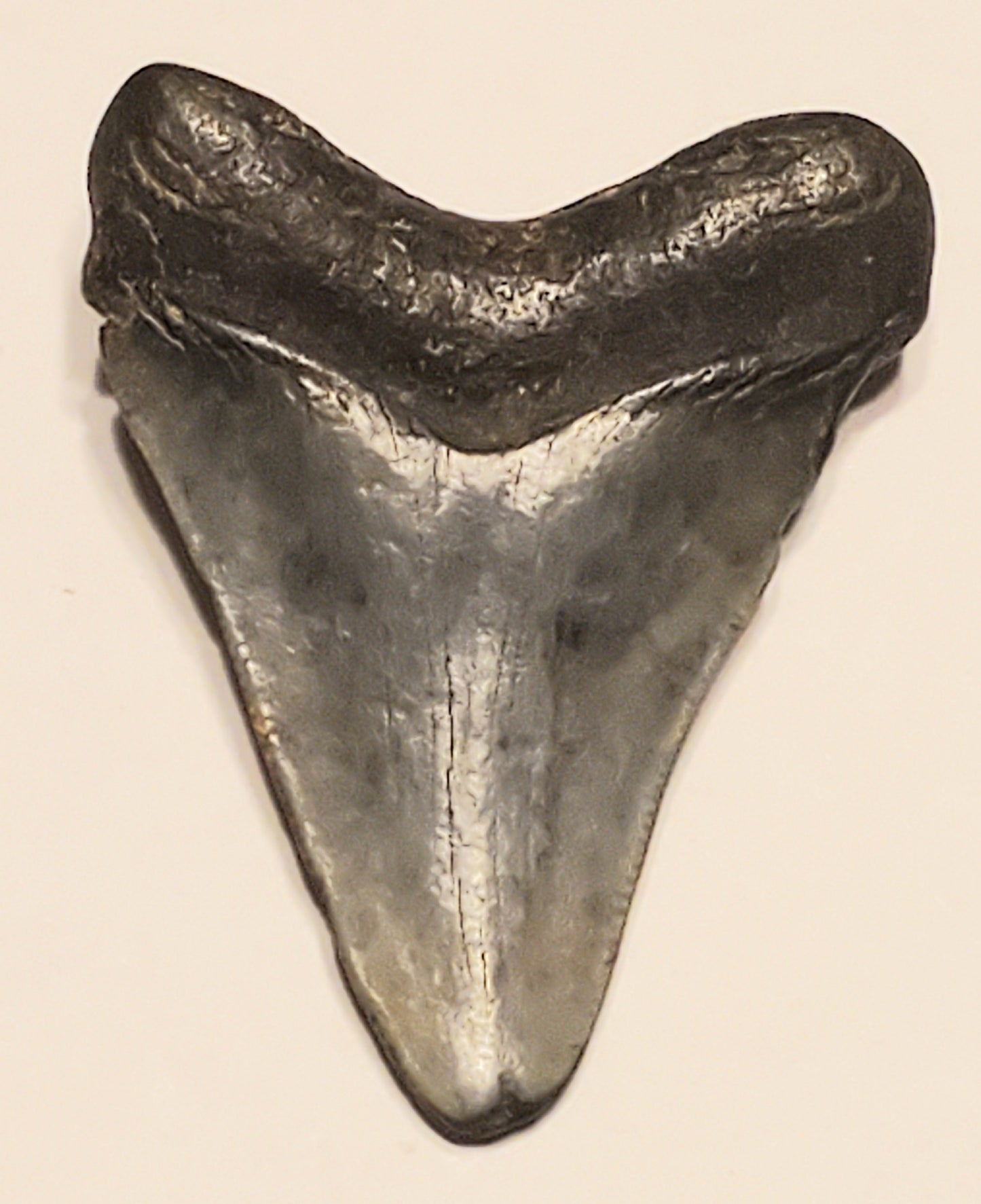 2.33" Megalodon tooth