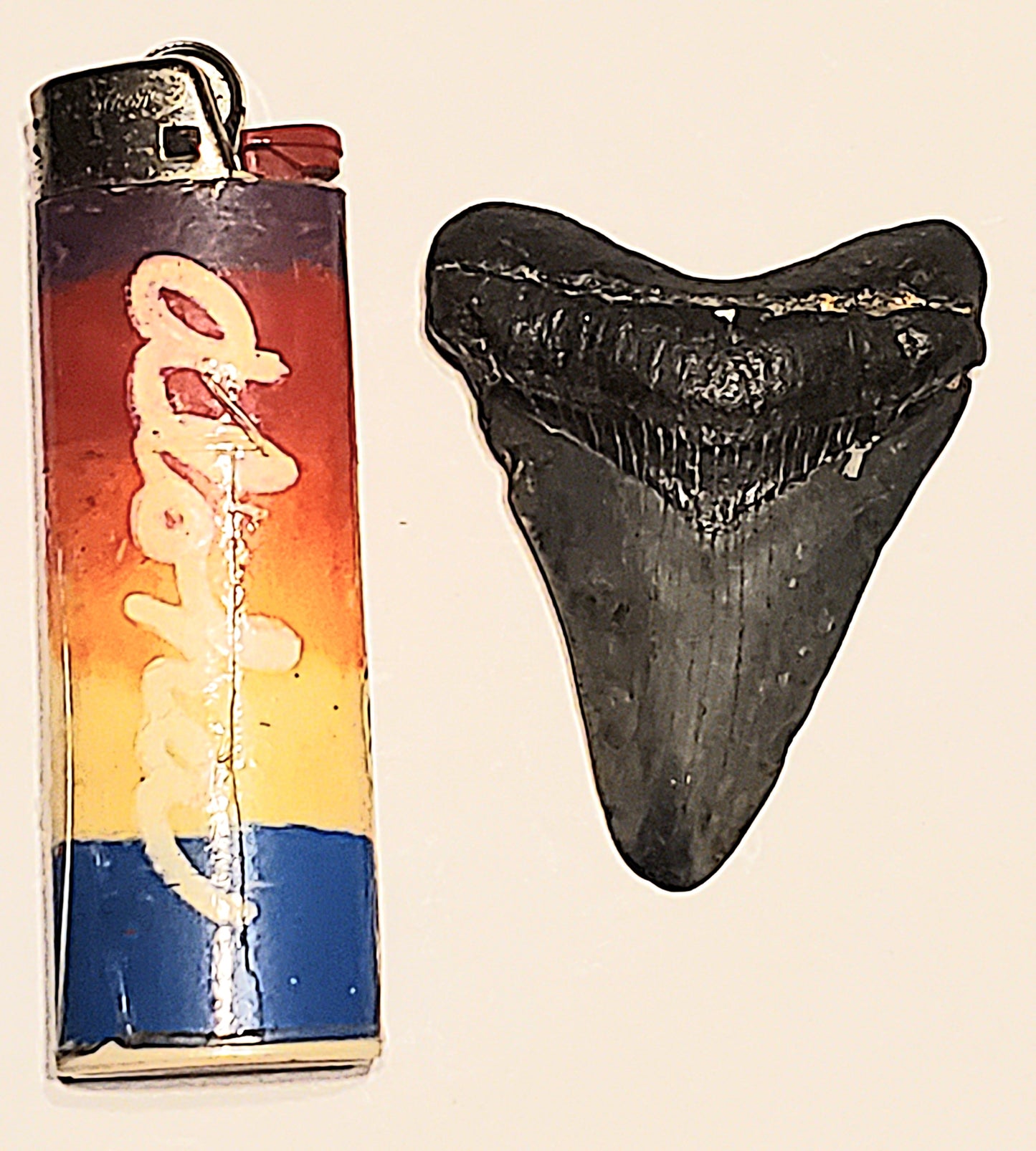 2.33" Megalodon tooth