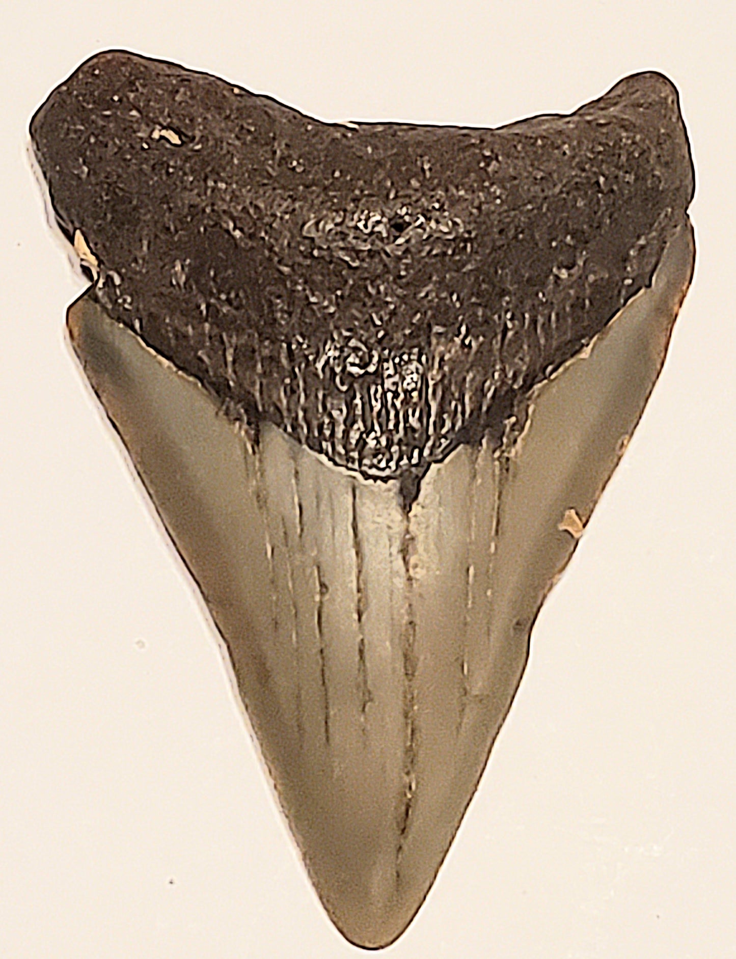 2.41" Megalodon tooth