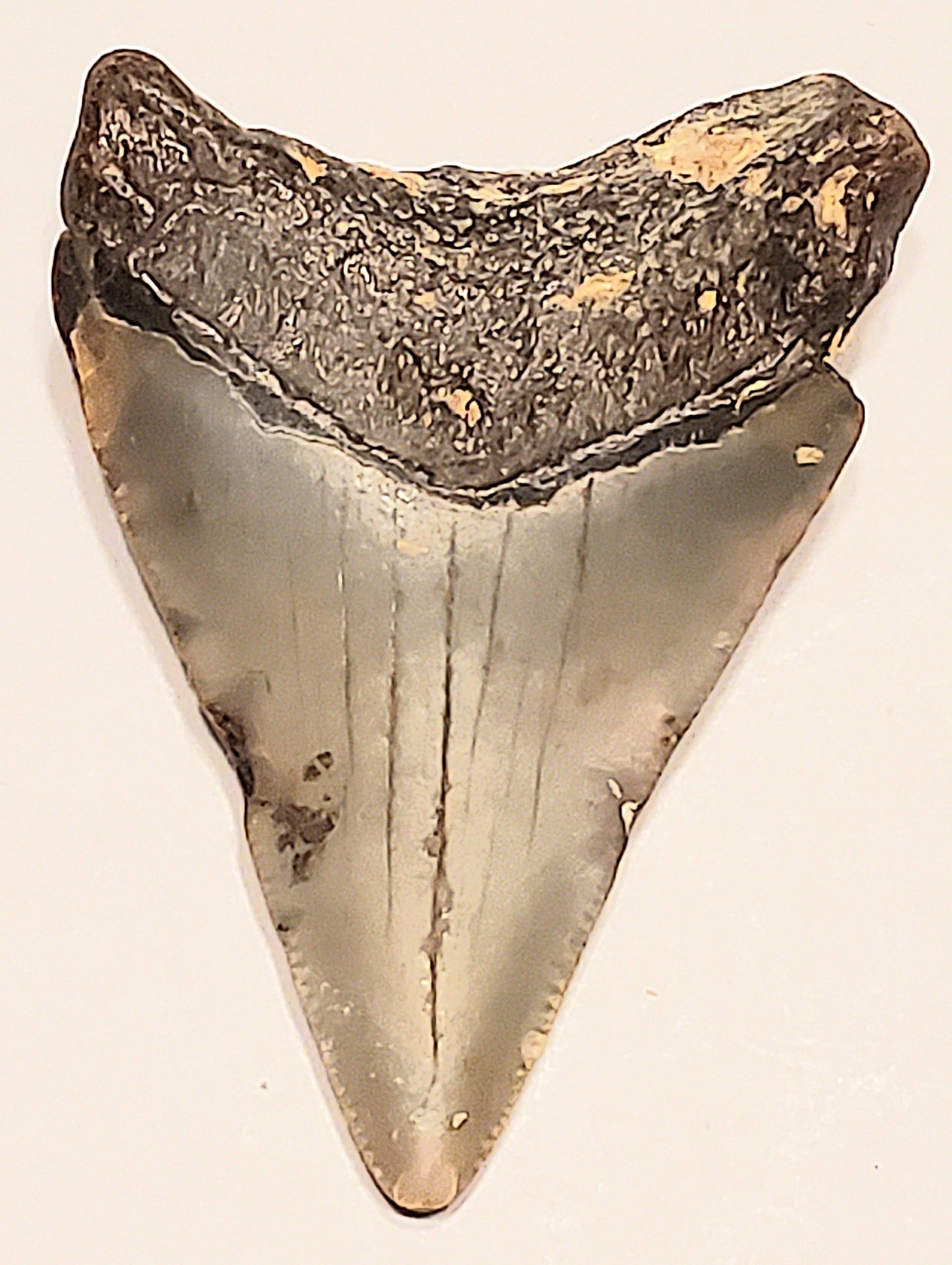 2.41" Megalodon tooth