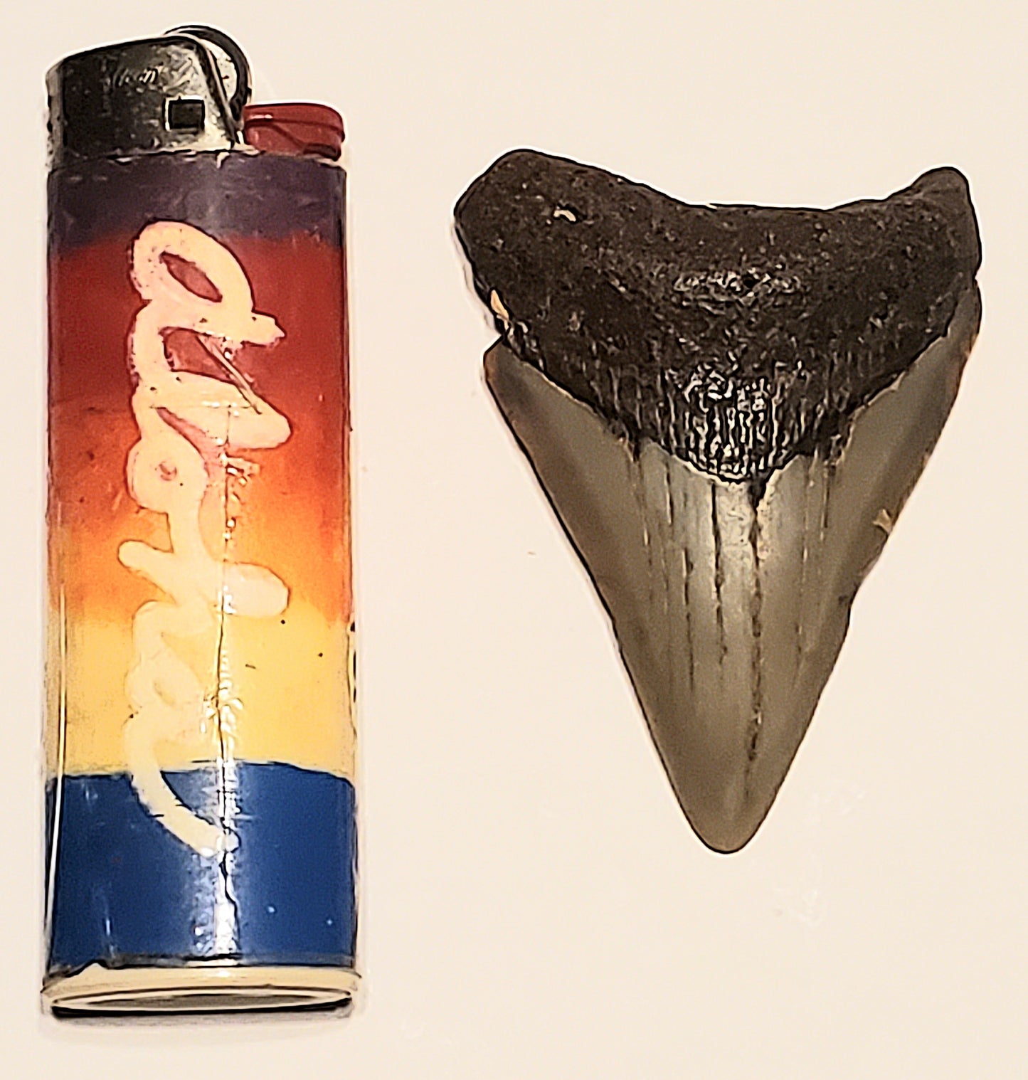 2.41" Megalodon tooth