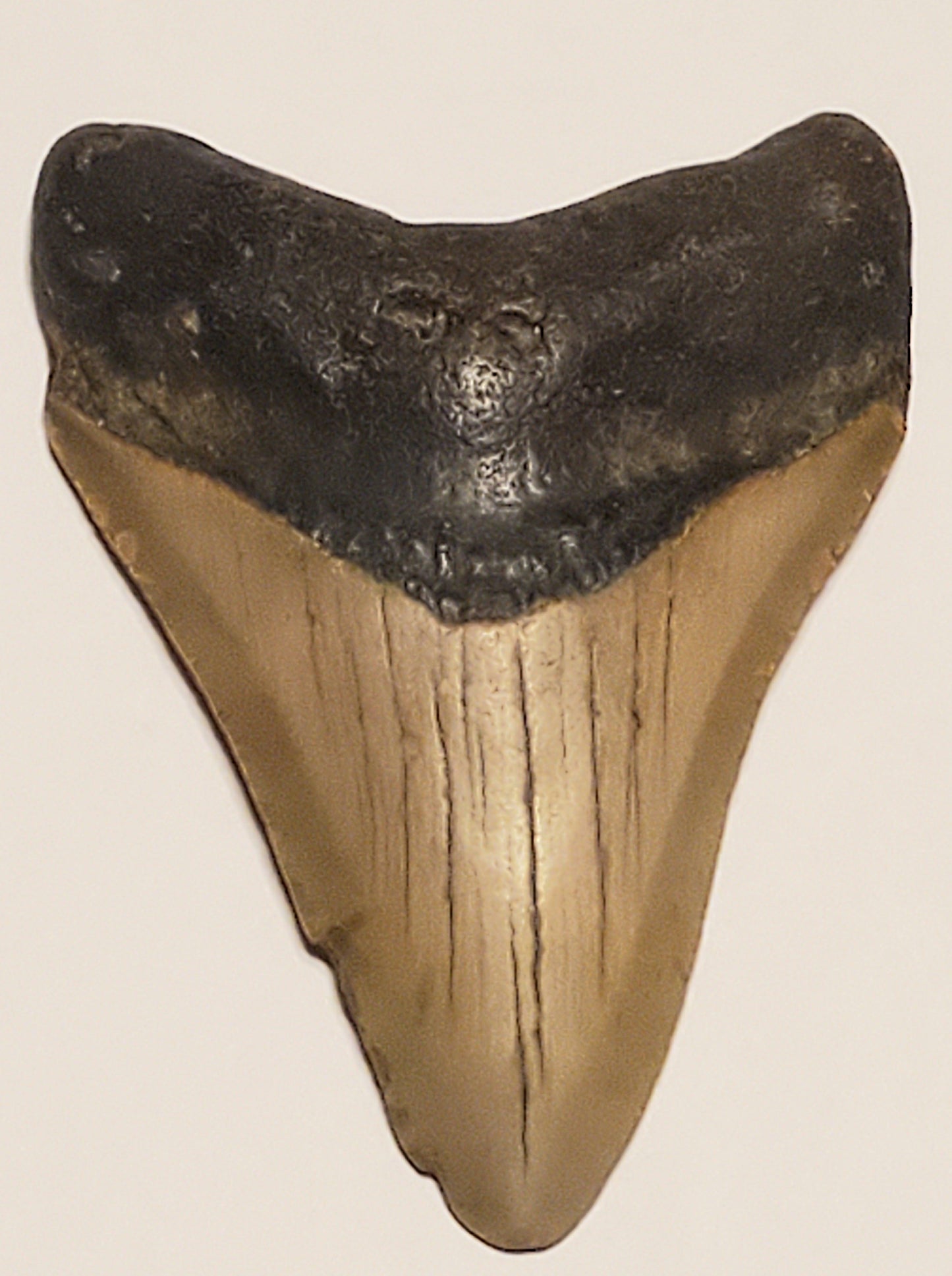 3.11" Megalodon tooth