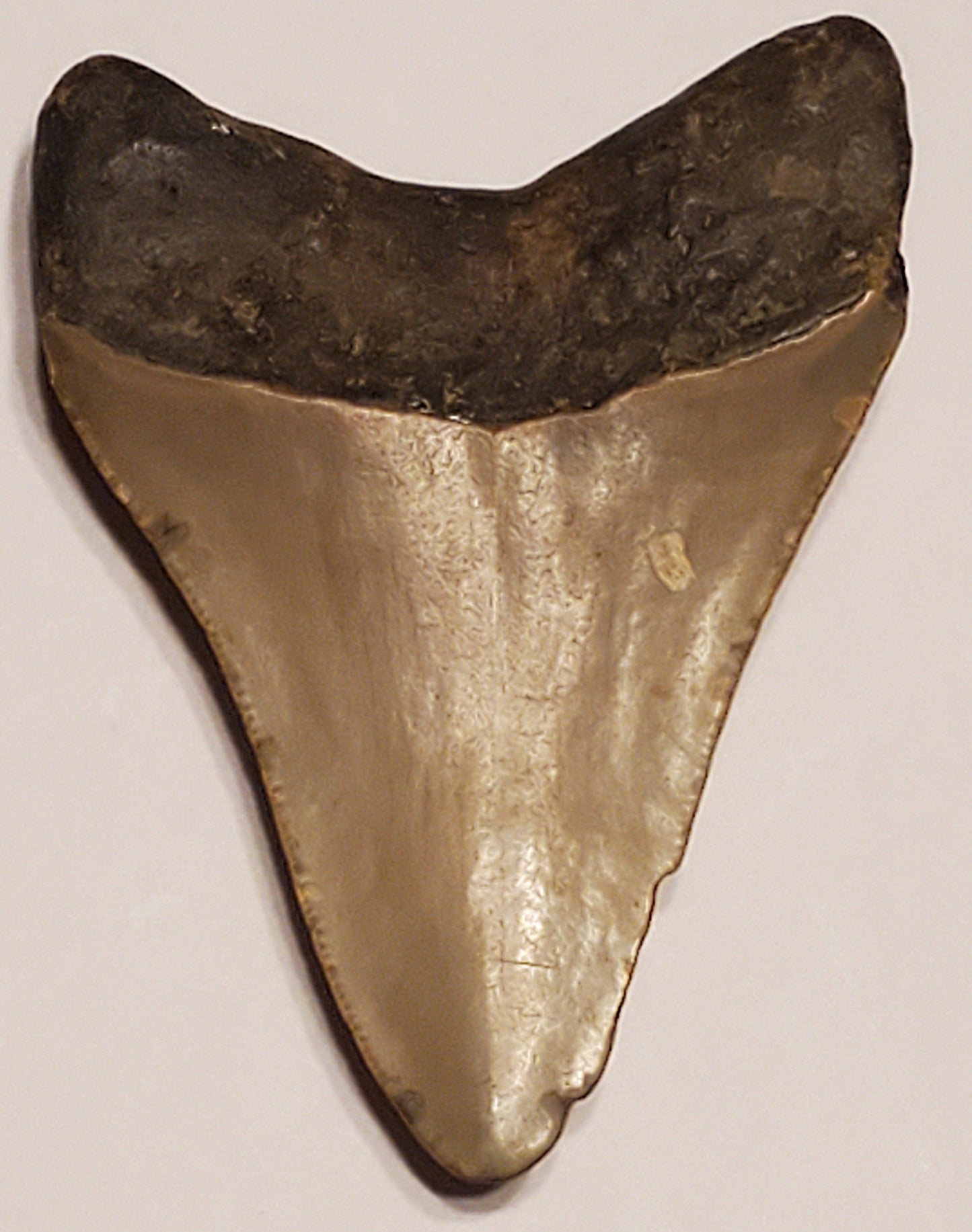 3.11" Megalodon tooth