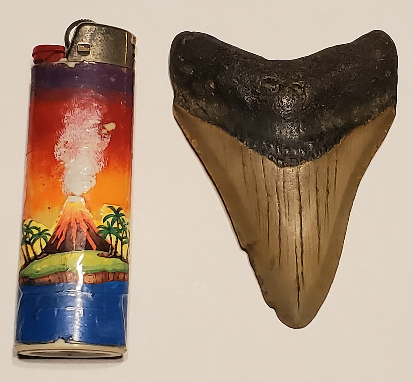 3.11" Megalodon tooth