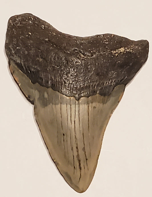 3.14" Megalodon tooth