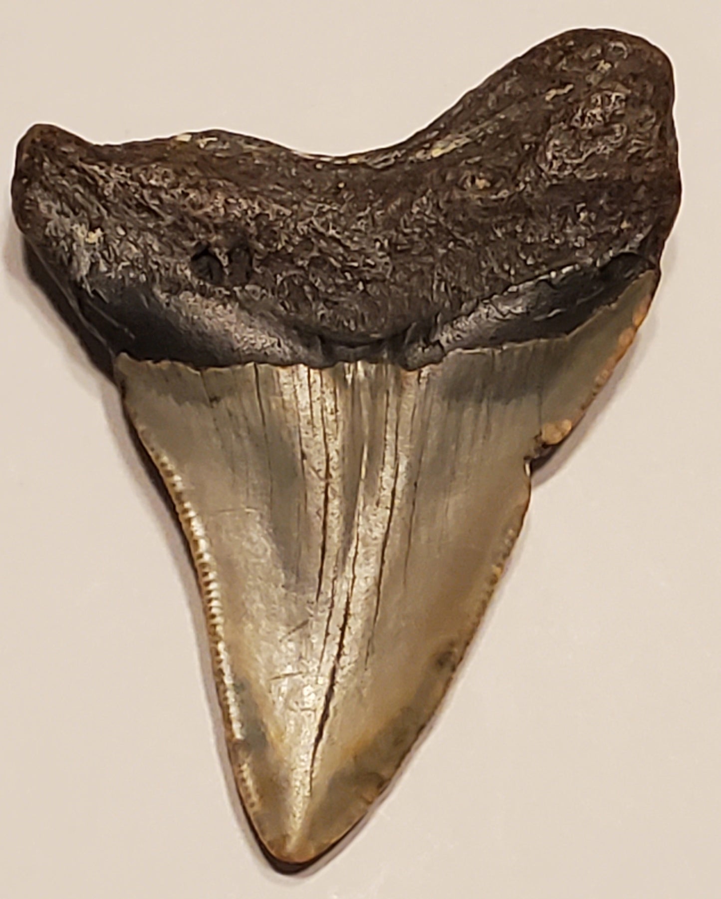 3.14" Megalodon tooth