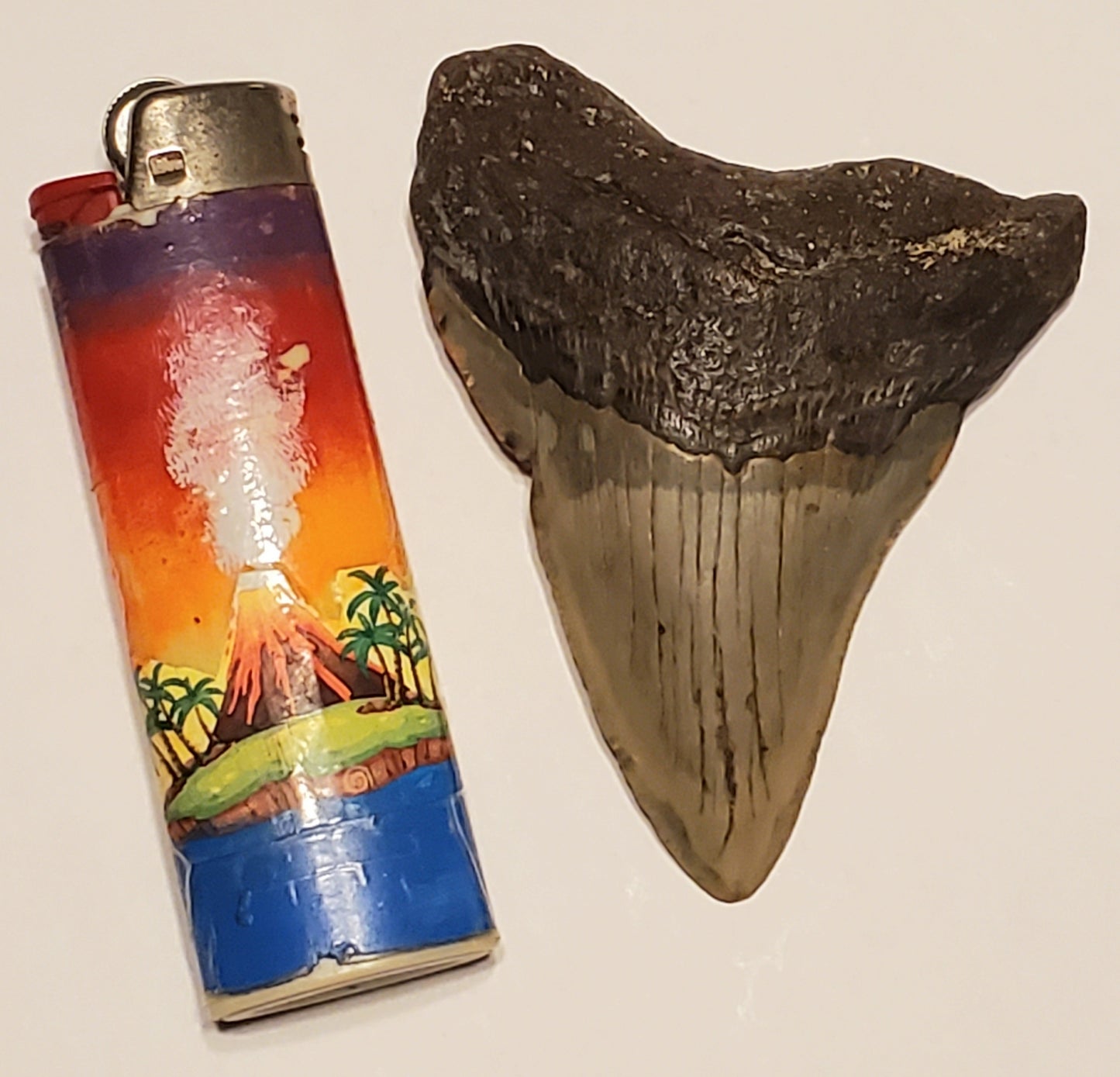 3.14" Megalodon tooth