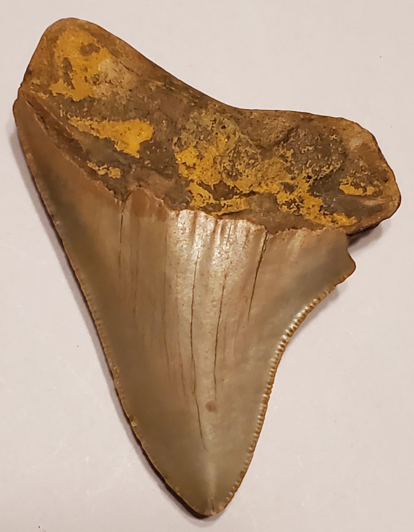 2.88" Megalodon tooth