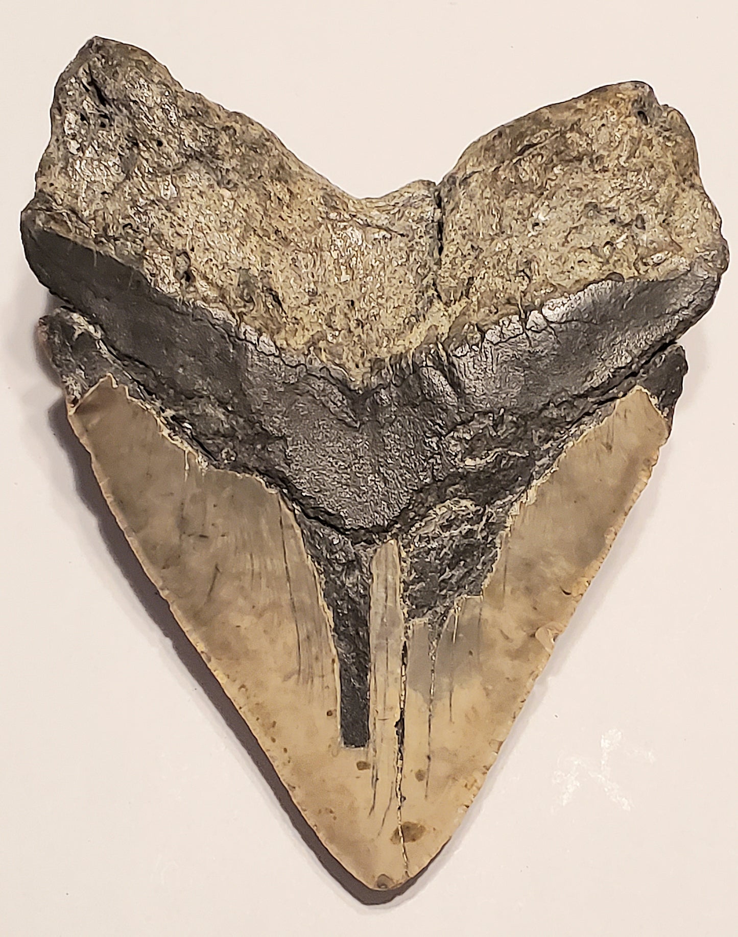 6.13” Megalodon Tooth