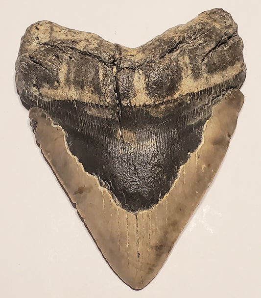 6.13” Megalodon Tooth