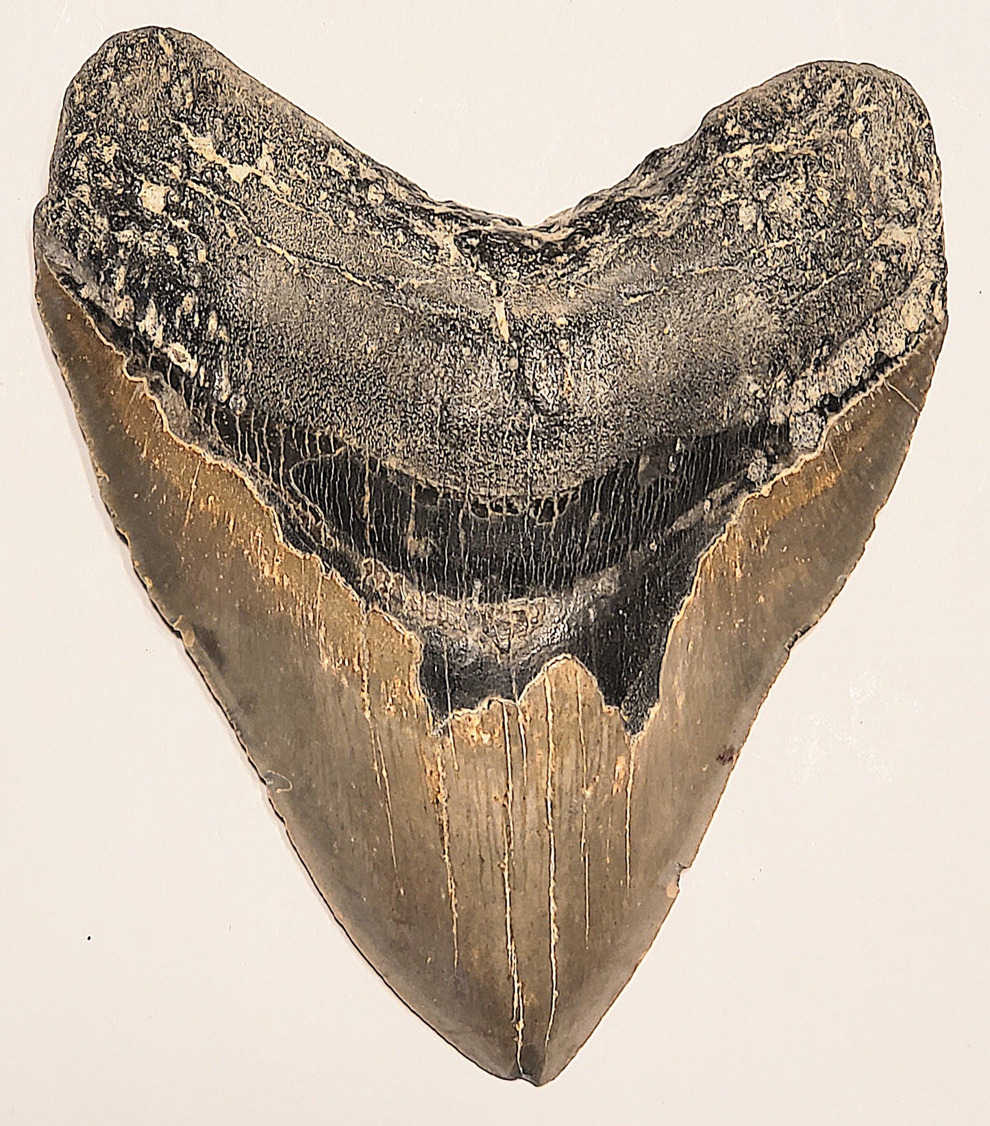 5.63” Megalodon Tooth