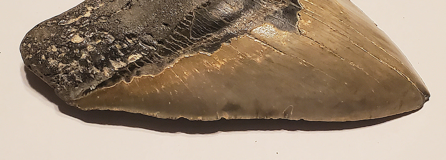 5.63” Megalodon Tooth