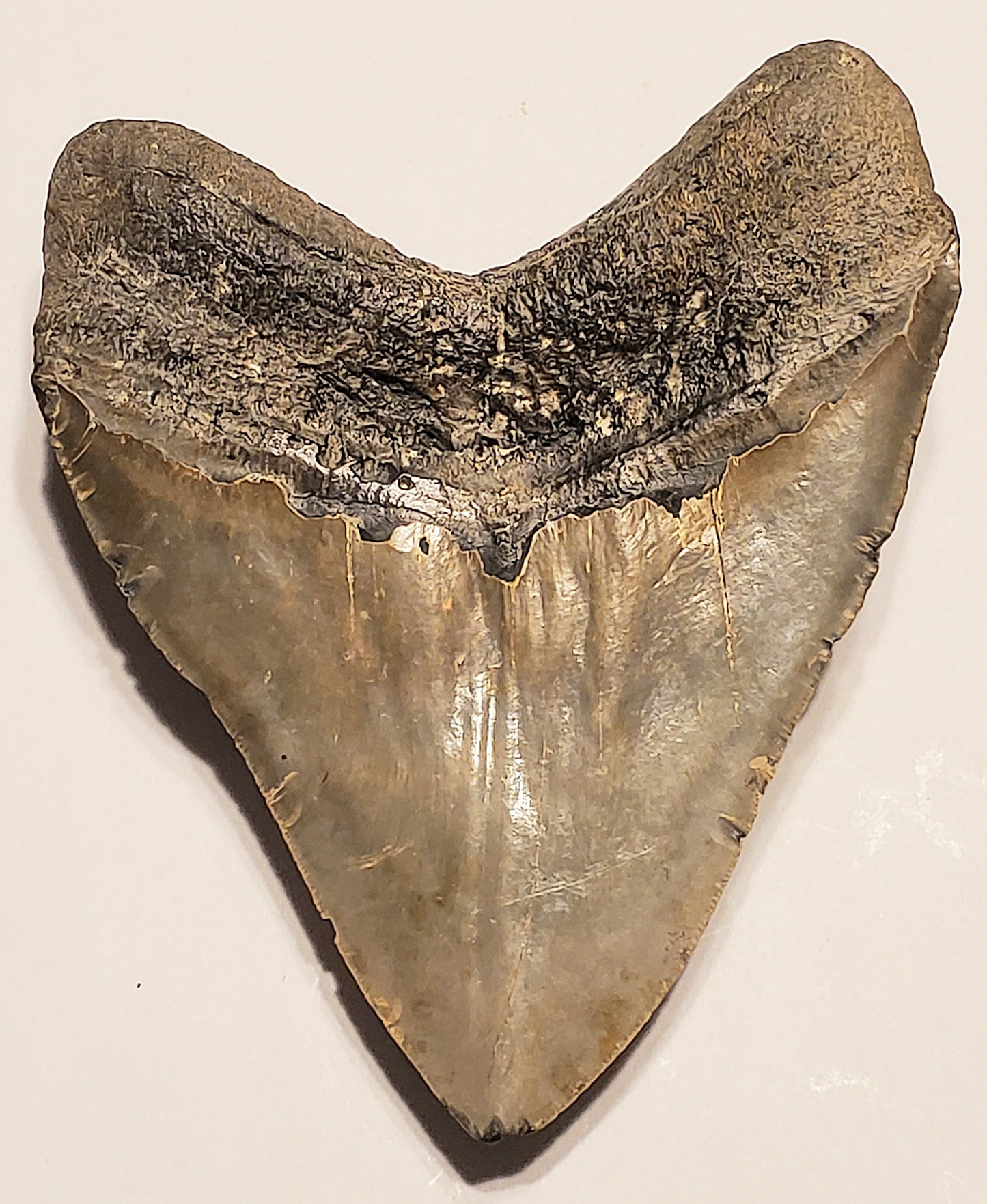 5.63” Megalodon Tooth