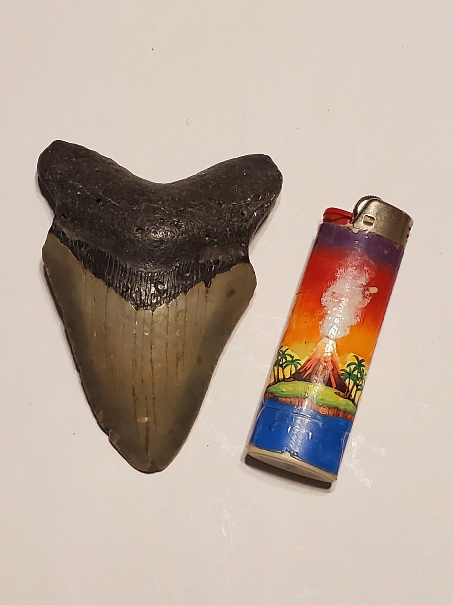 4.02” Megalodon Tooth