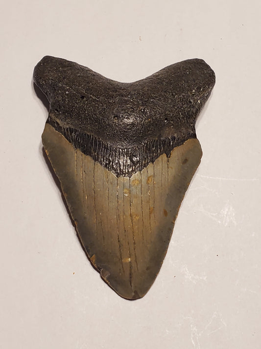 4.02” Megalodon Tooth