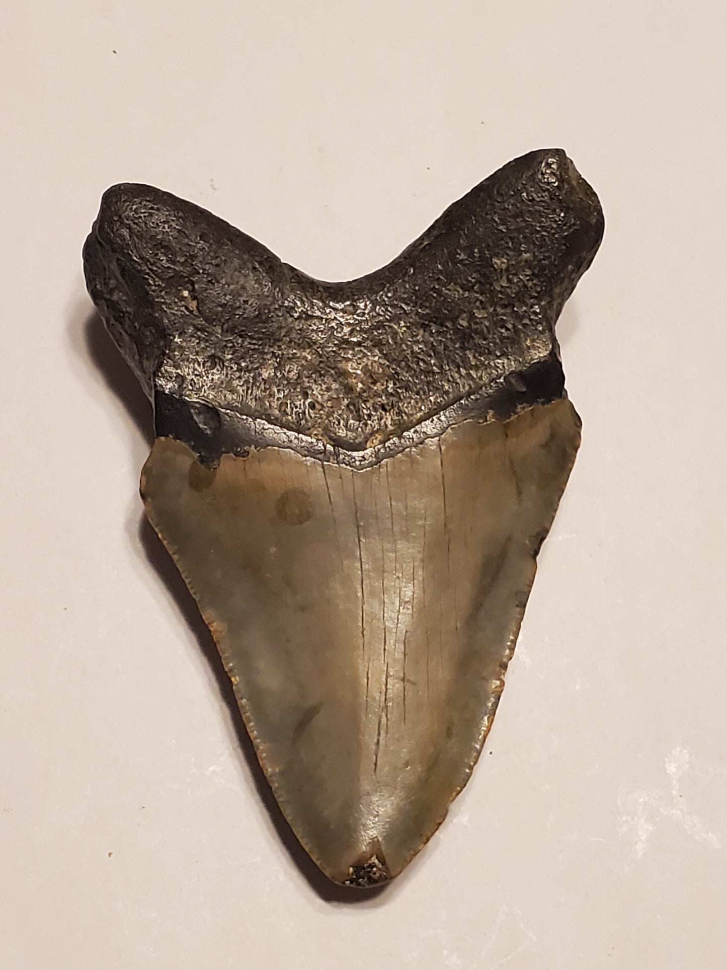 4.02” Megalodon Tooth