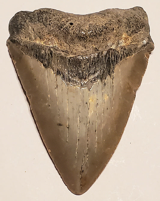 4.03” Megalodon Tooth