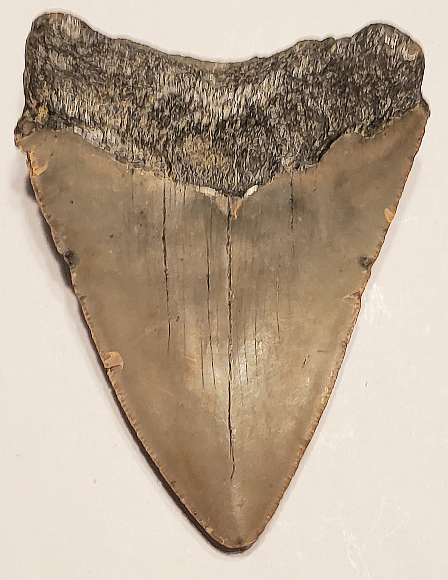 4.03” Megalodon Tooth