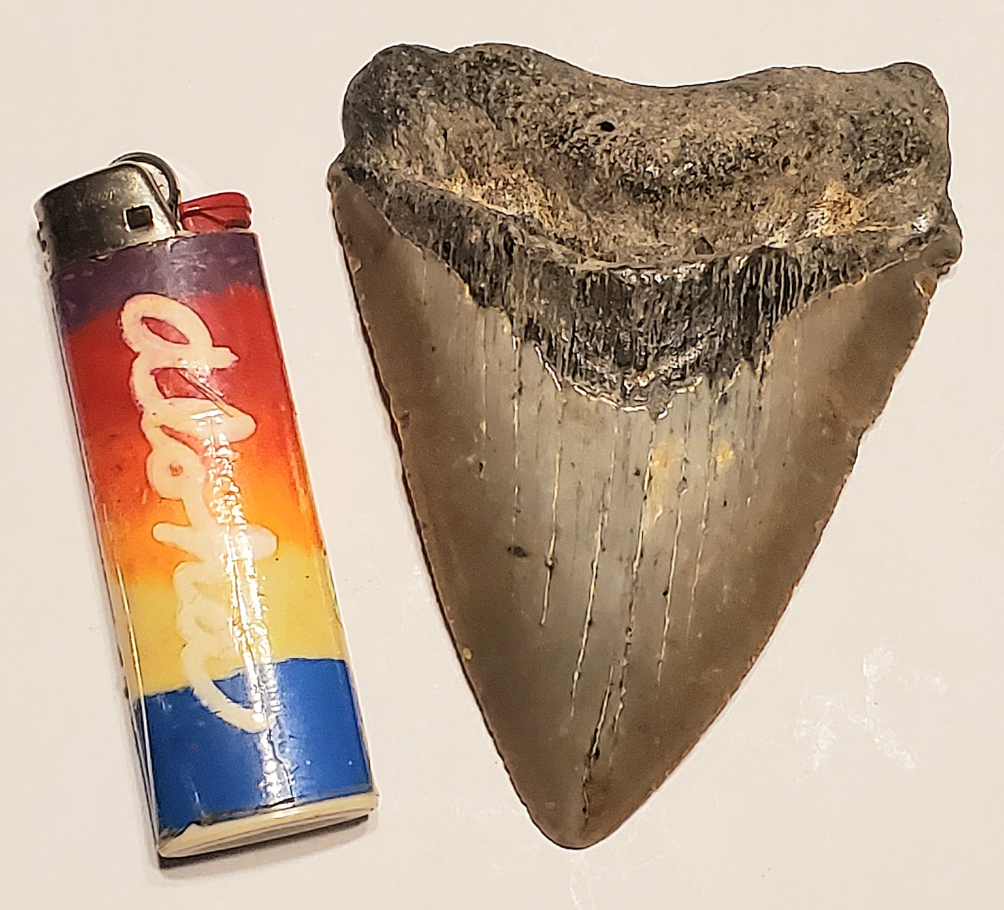 4.03” Megalodon Tooth