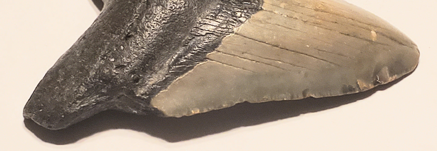 4.02” Megalodon Tooth