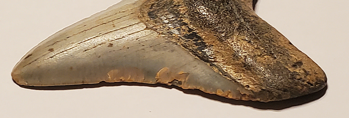 4.17” Megalodon Tooth