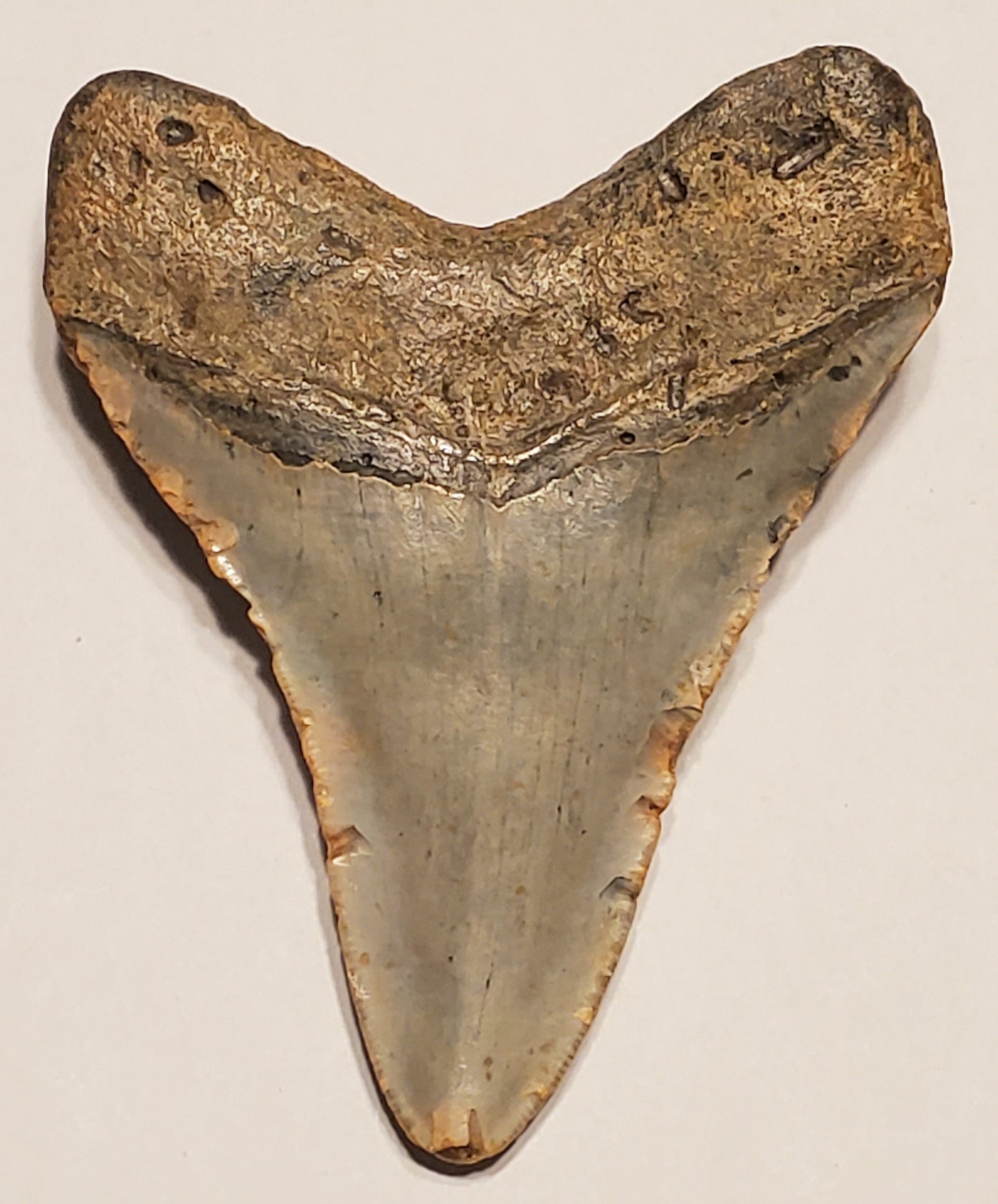 4.17” Megalodon Tooth