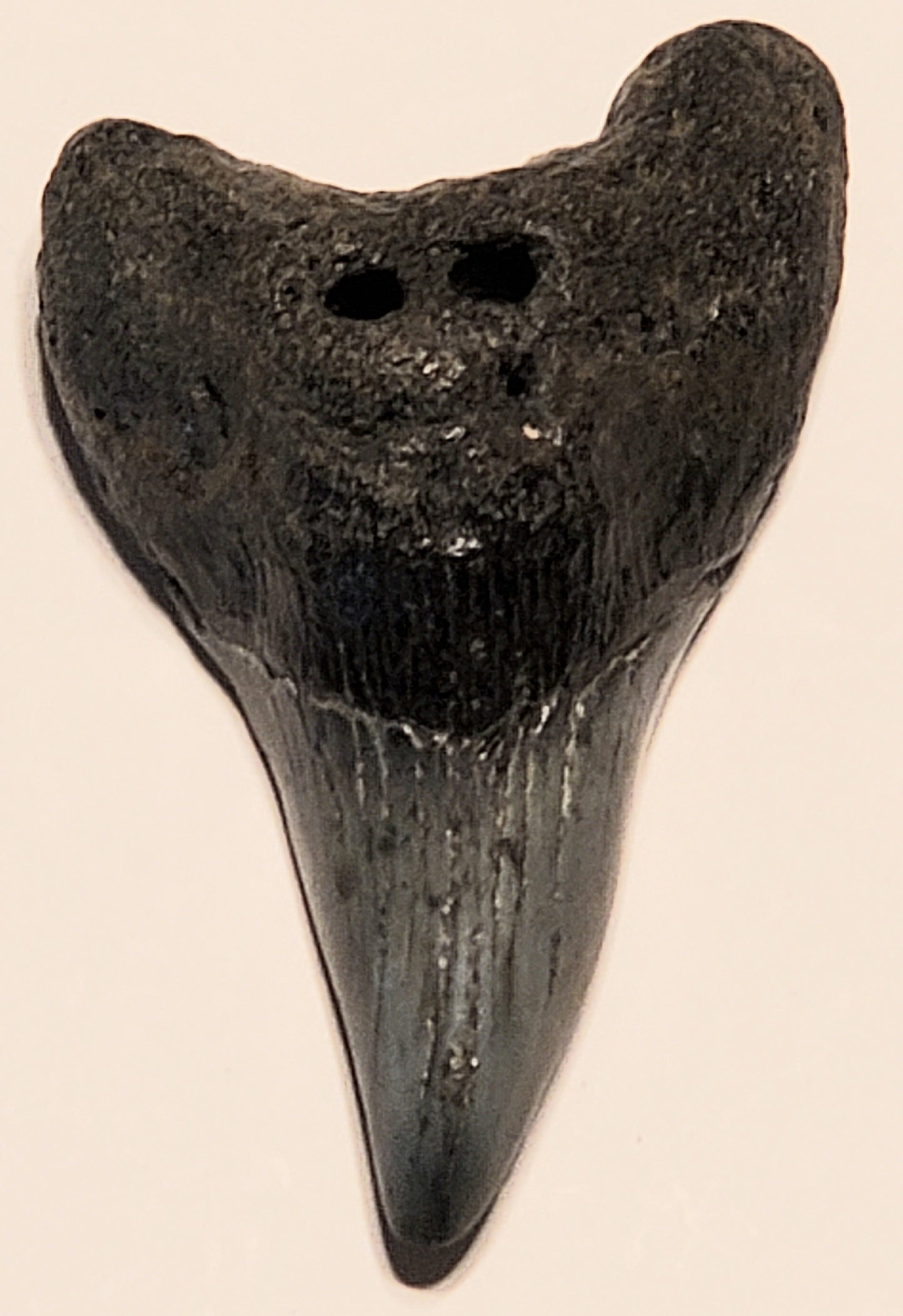 2.55" Parotodus Benedini Tooth