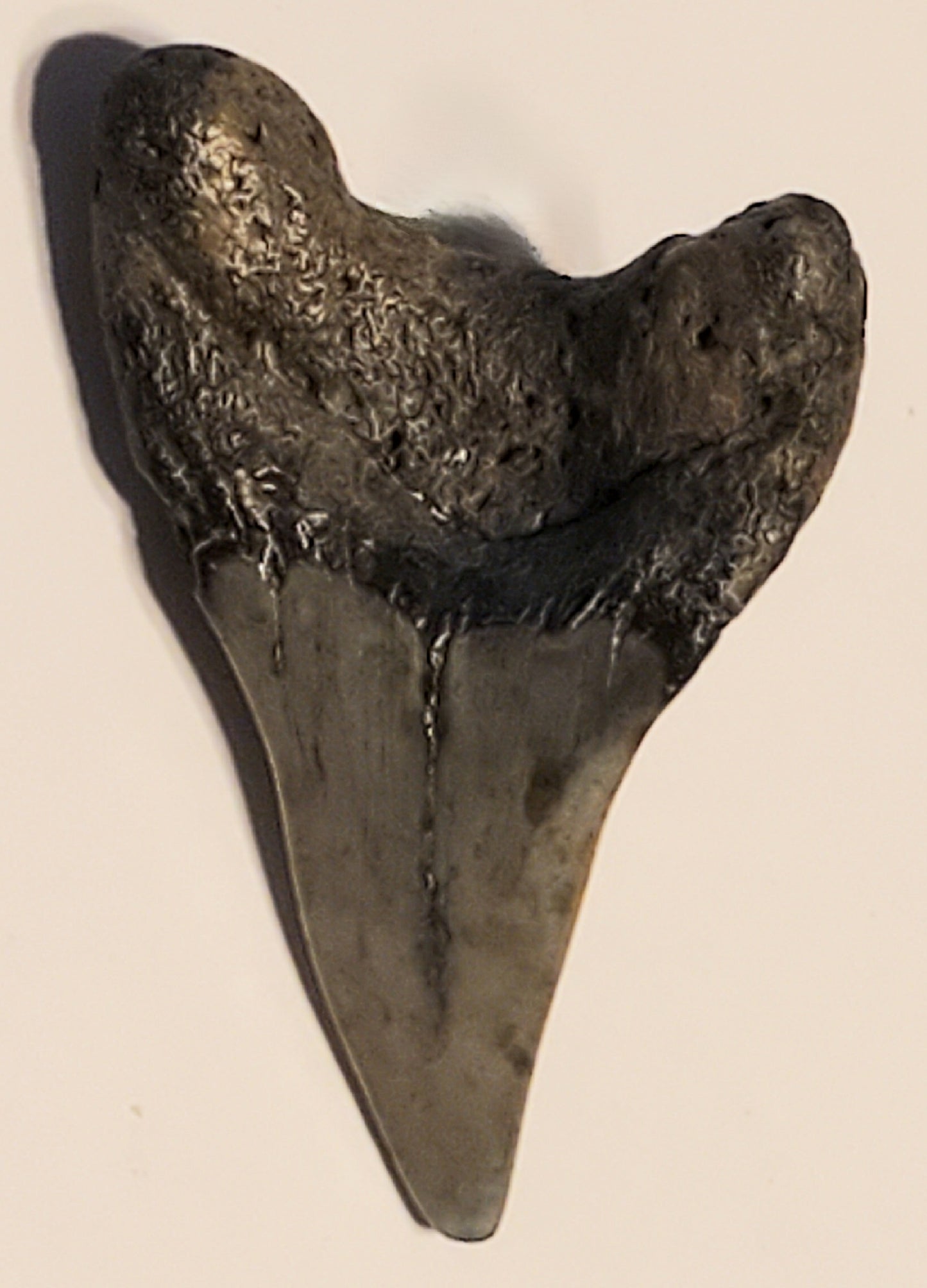 2.55" Parotodus Benedini Tooth