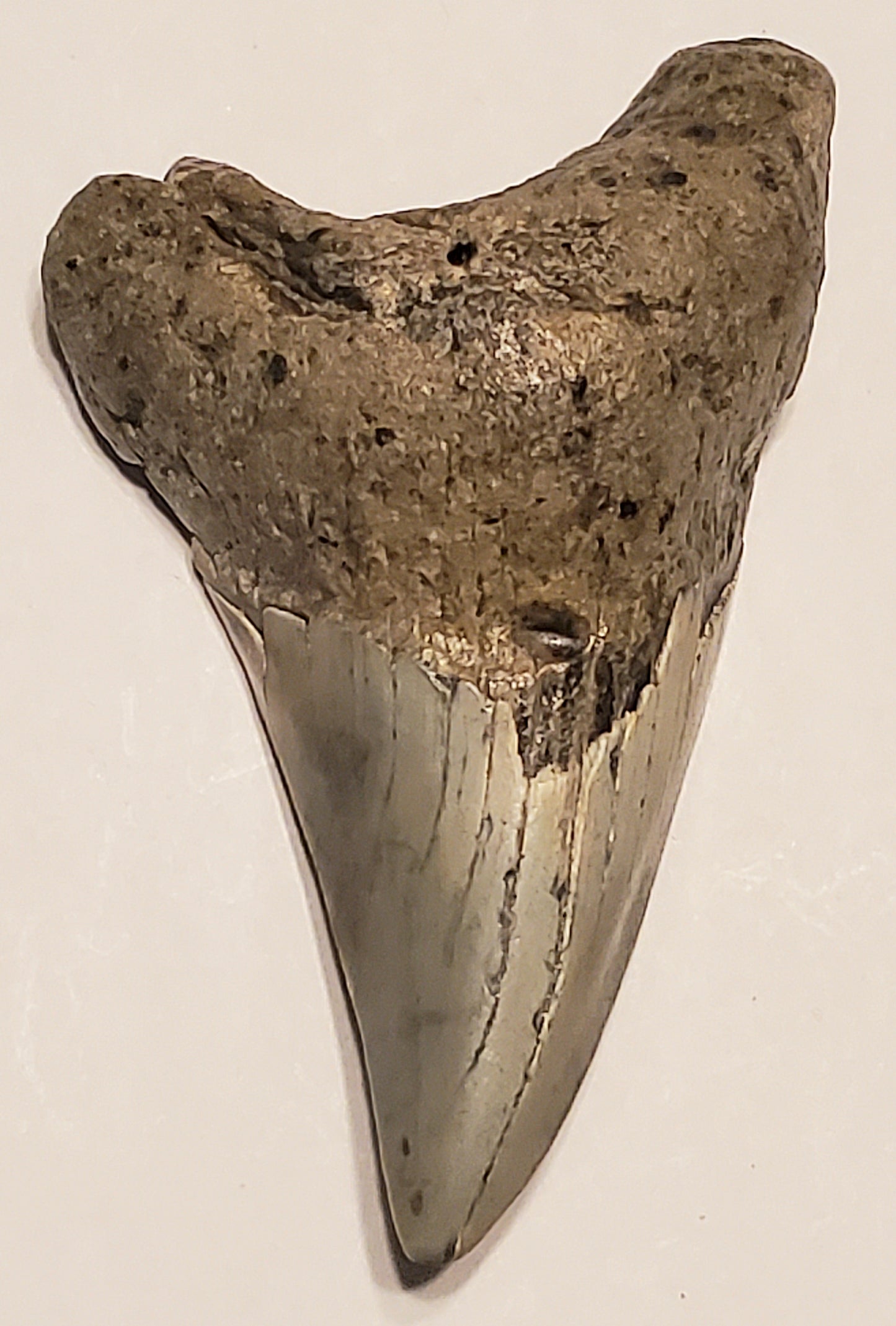 2.56" Parotodus Benedini Tooth