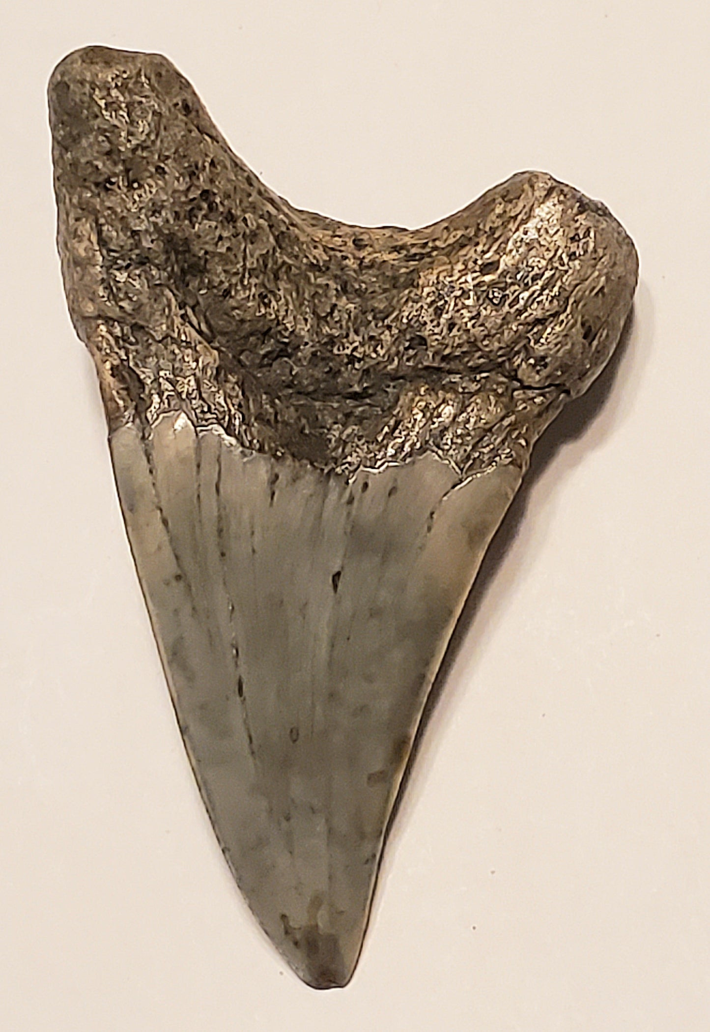 2.56" Parotodus Benedini Tooth