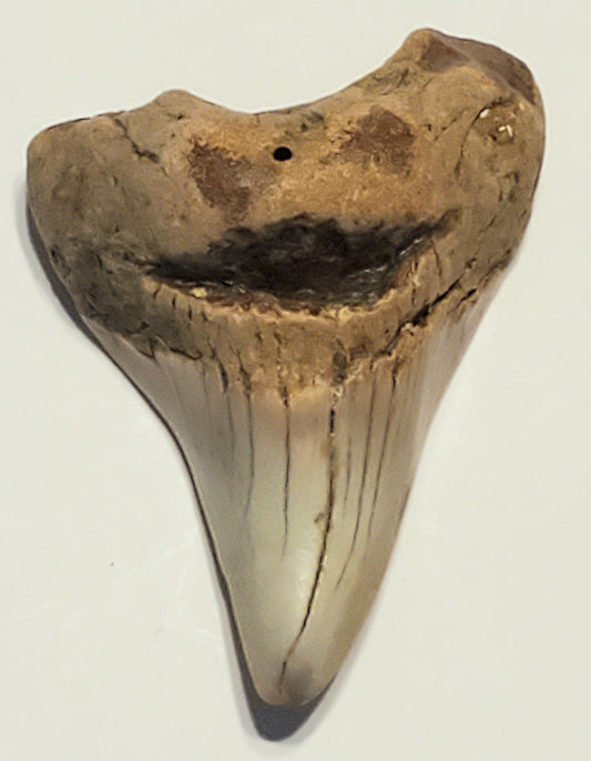 2.29" Parotodus Benedini Tooth