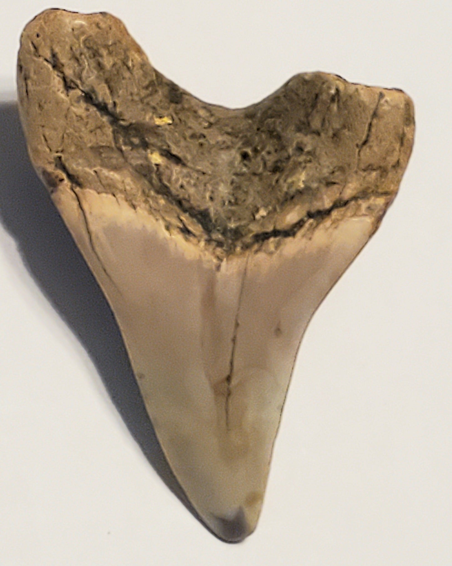 2.29" Parotodus Benedini Tooth