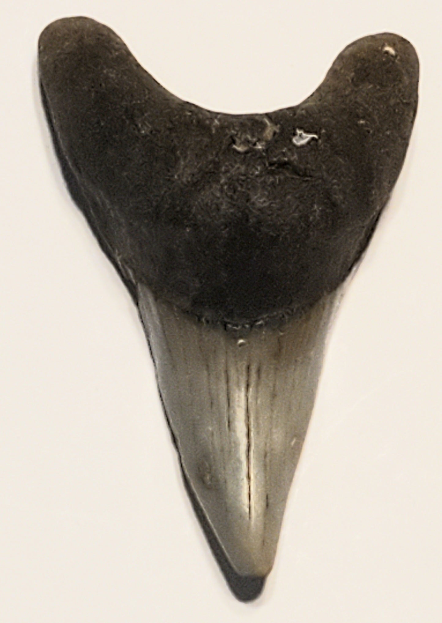 2.12" Parotodus Benedini Tooth